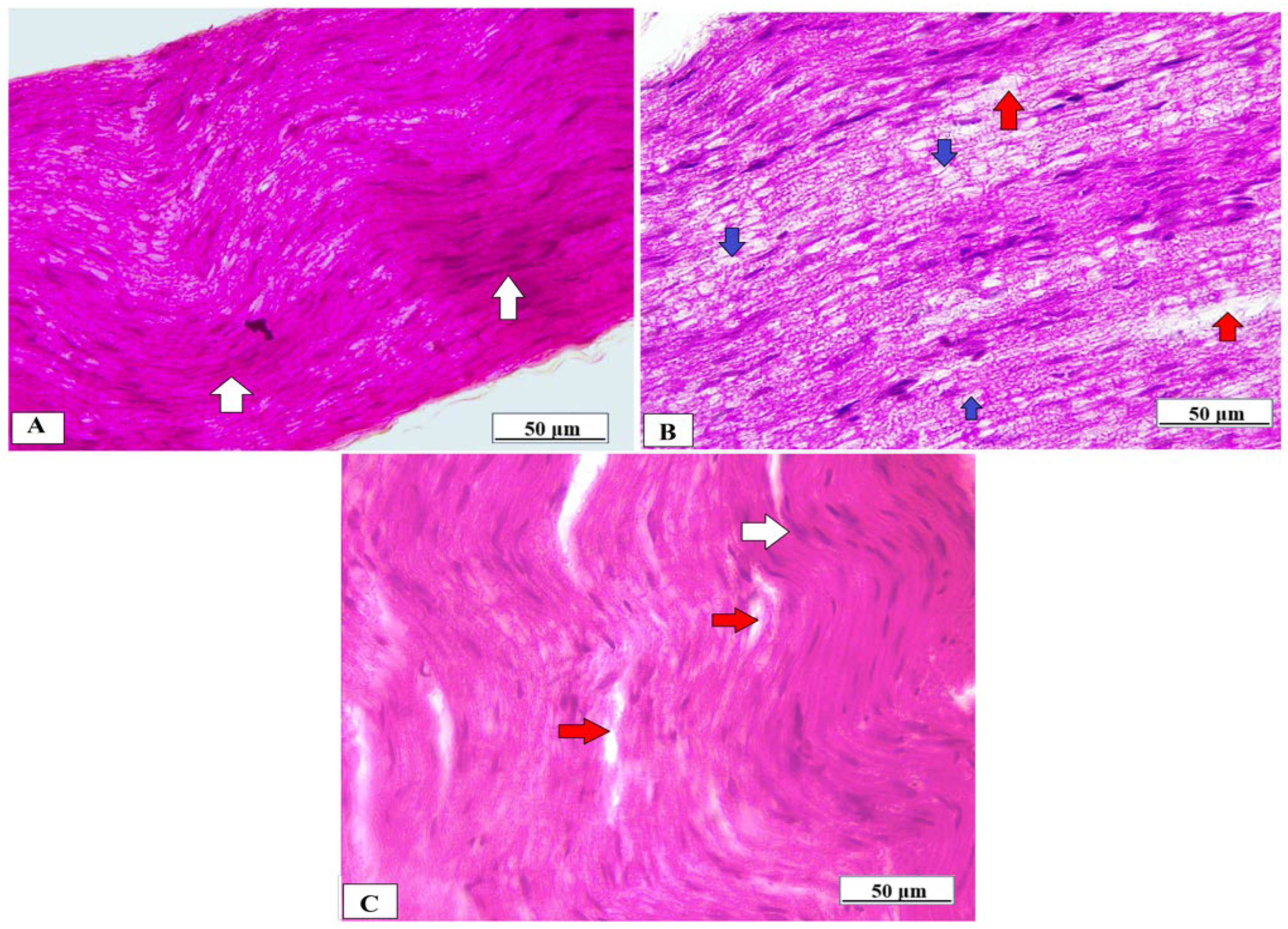 Brainsci 14 00012 g008