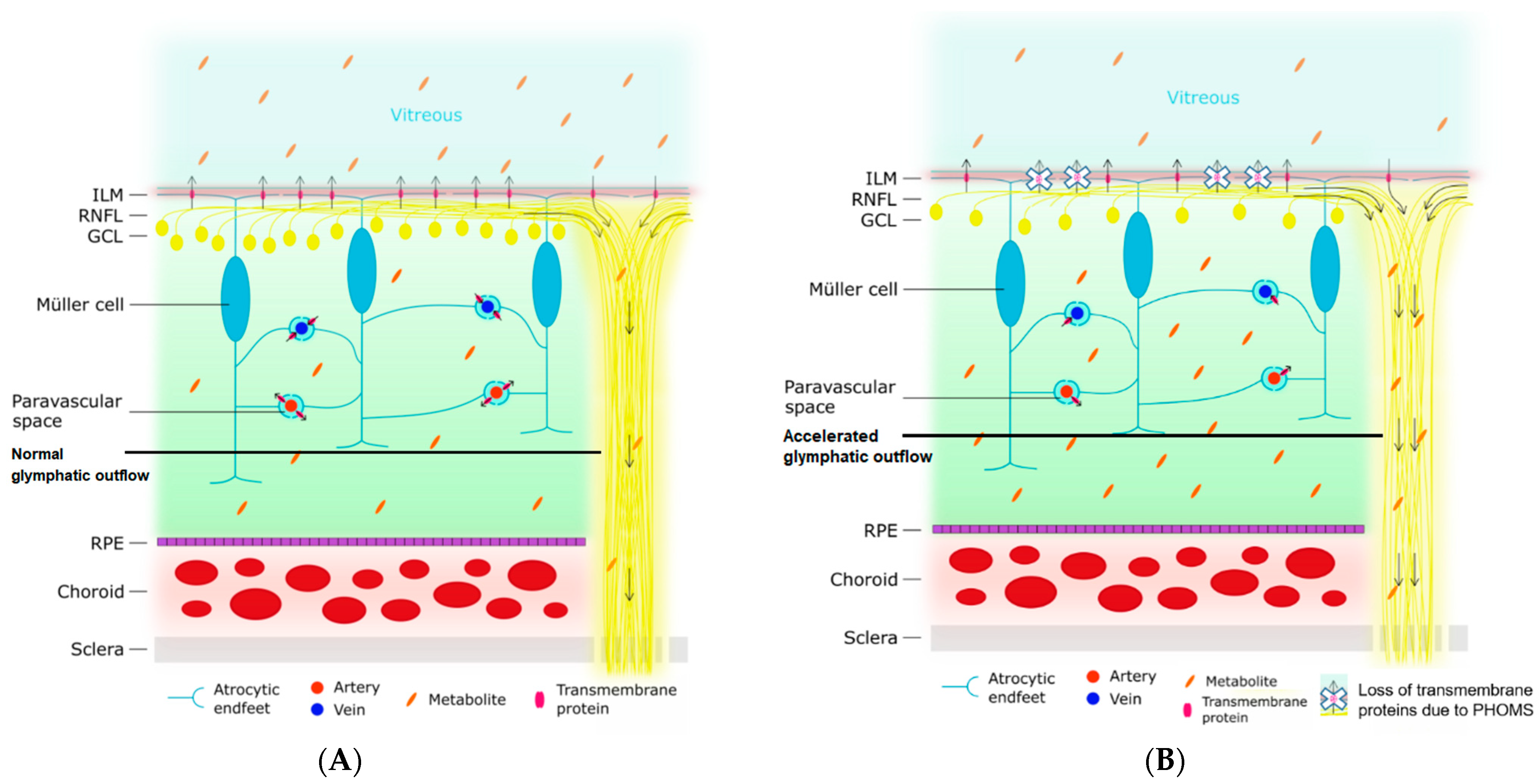 Brainsci 14 00036 g005