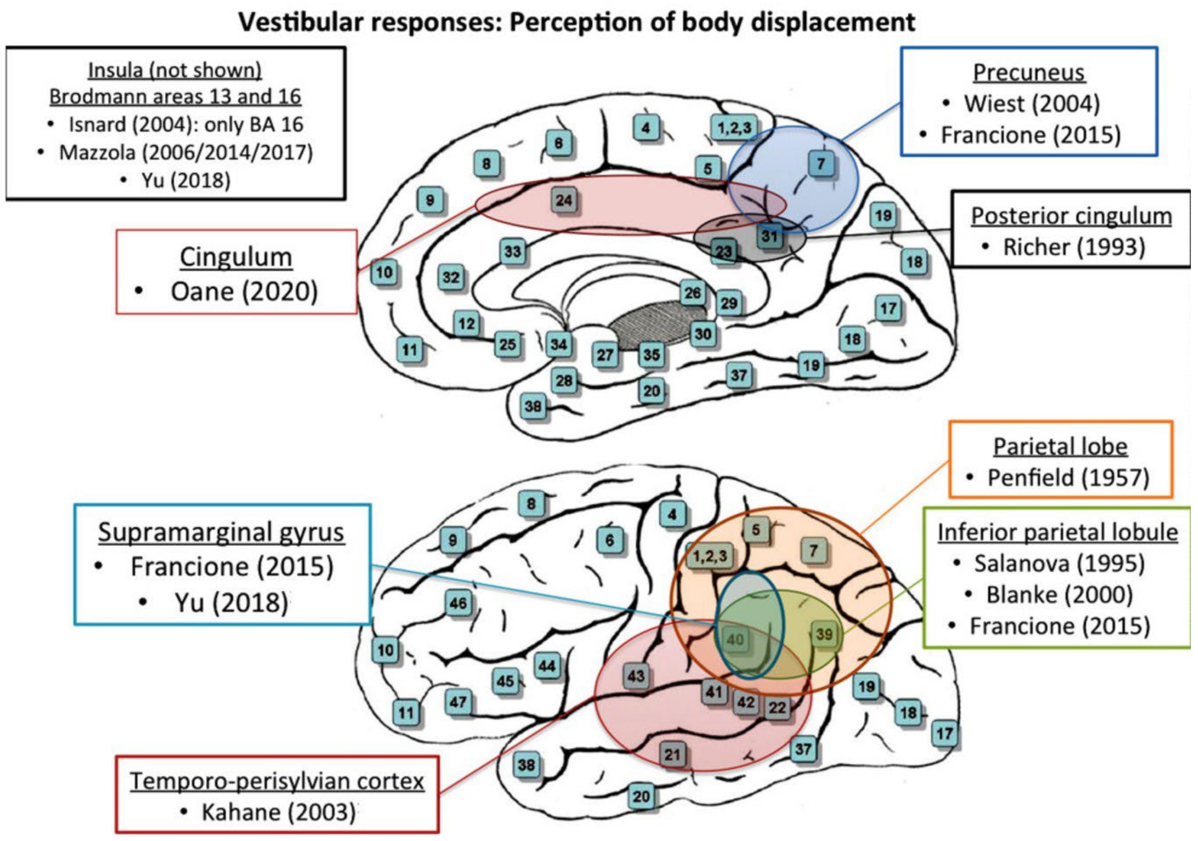 Brainsci 14 00075 g003 Brainsci 14 00075 g003