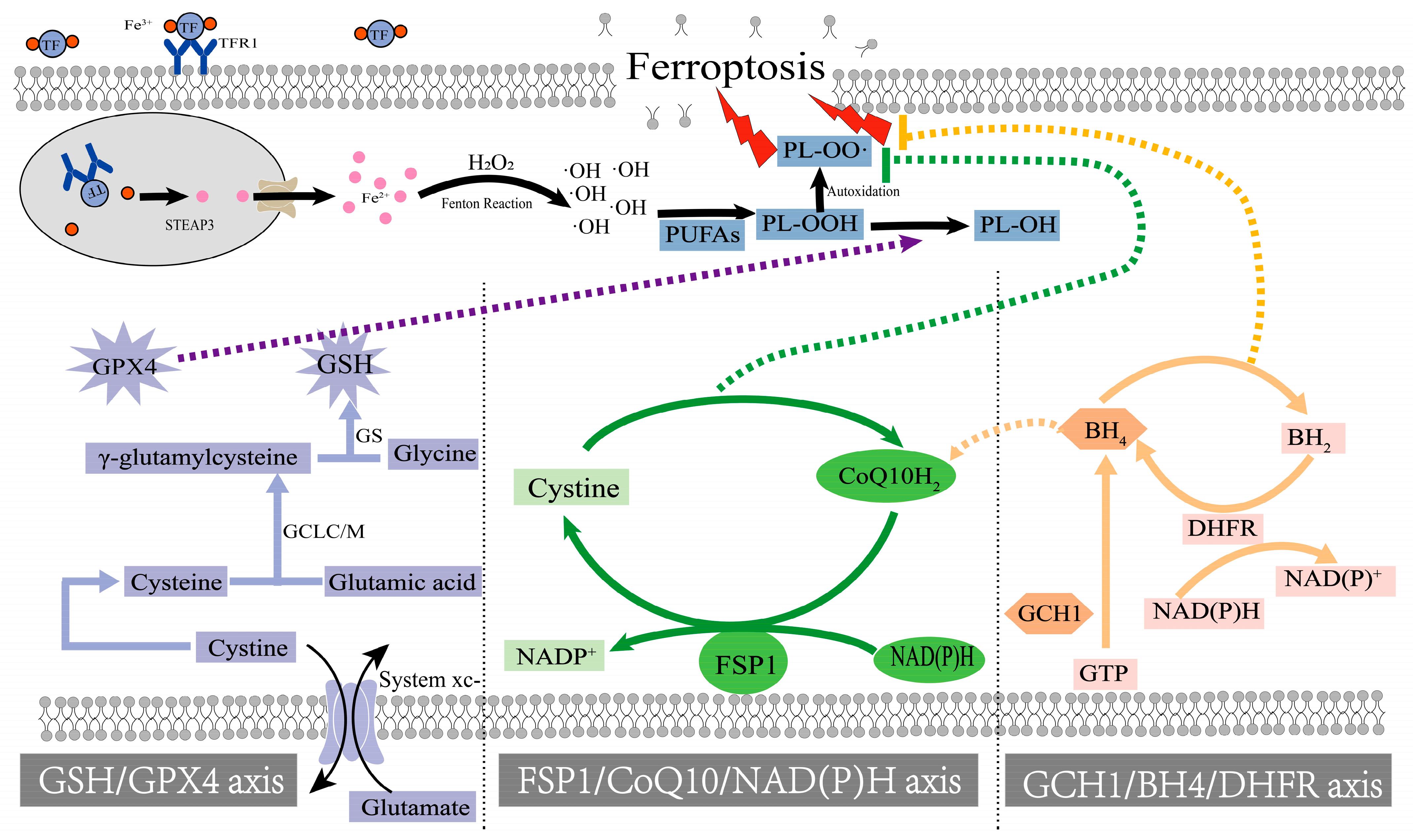The Role of Calcium and Iron Homeostasis in Parkinson's Disease