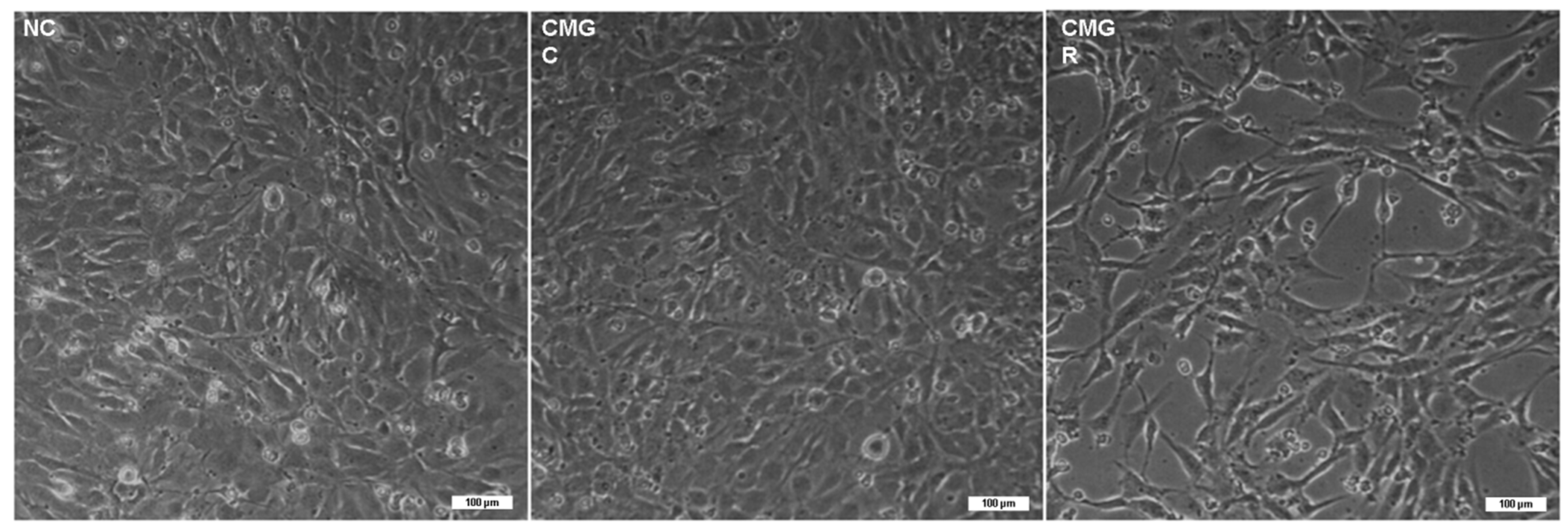 Brainsci 14 00090 g004