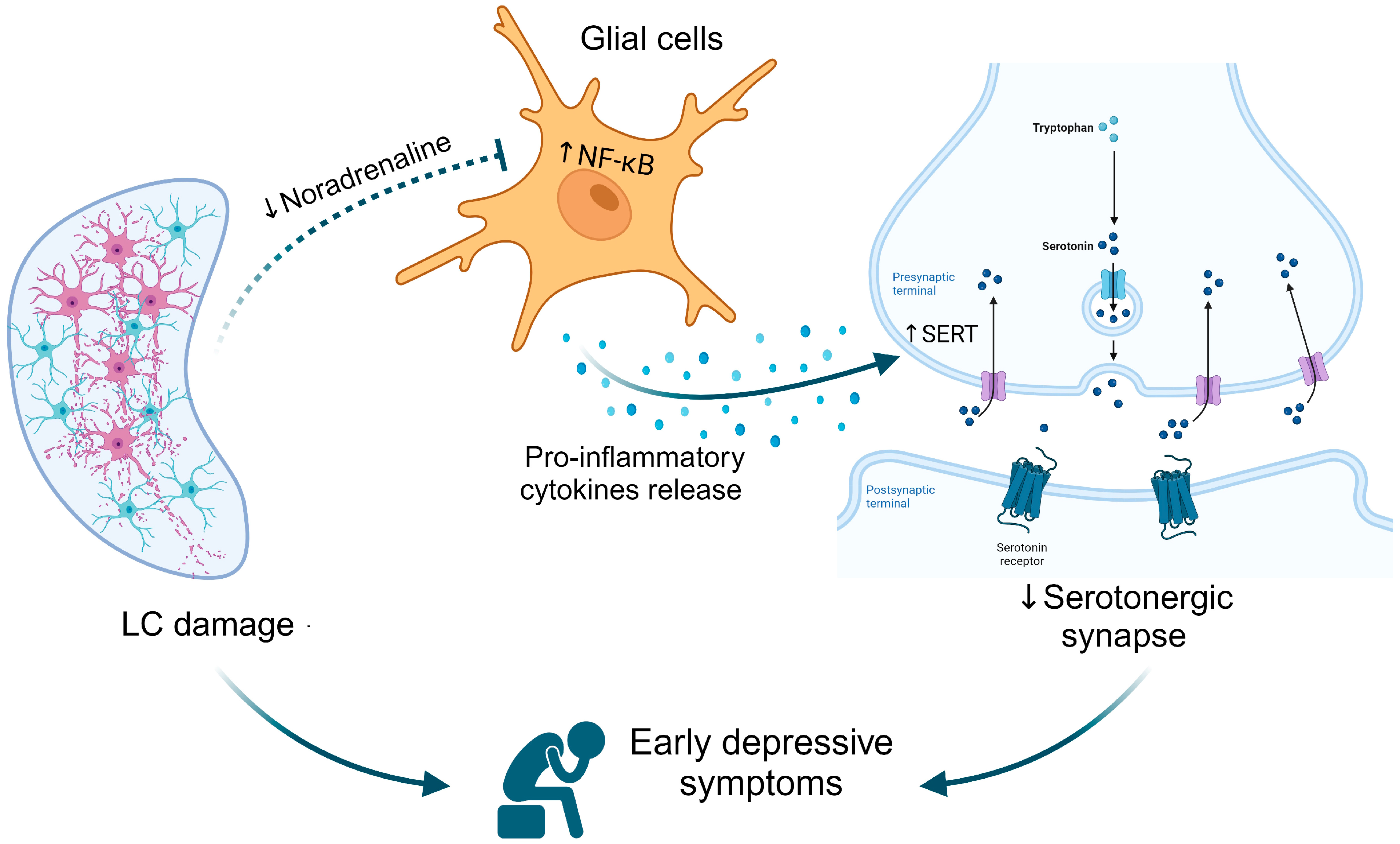 Brainsci 14 00100 g001
