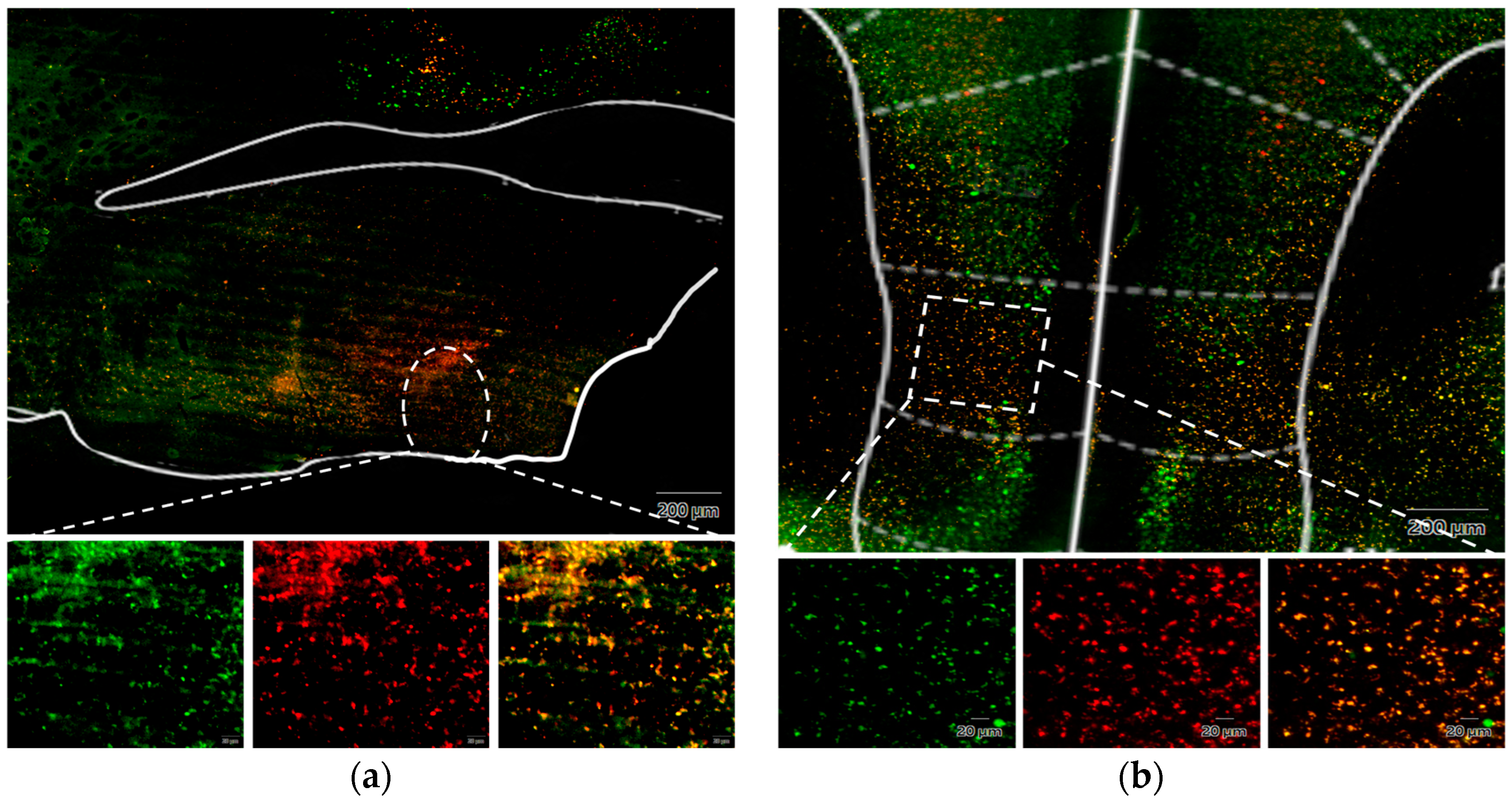 Brainsci 14 00105 g013