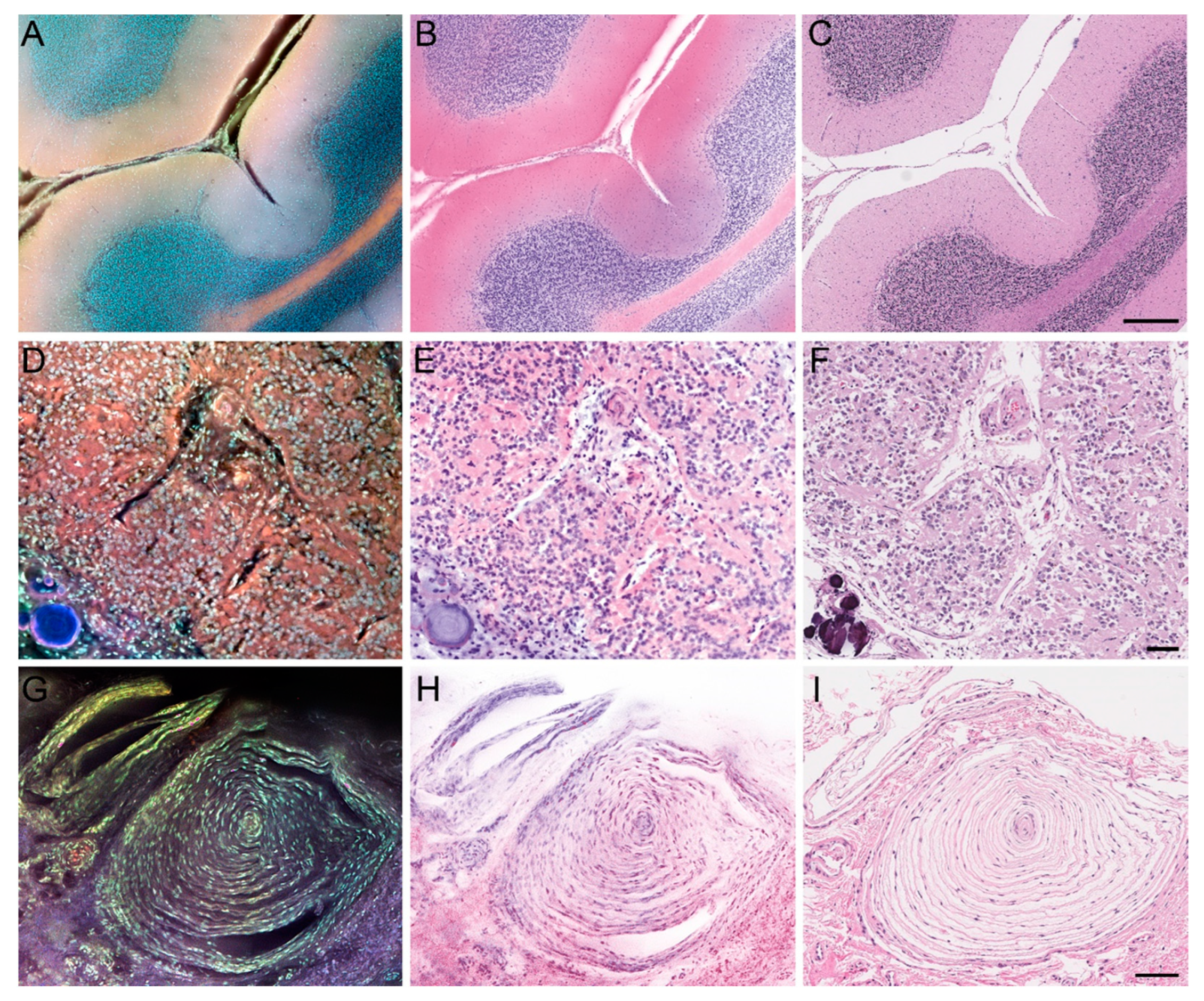 Brainsci 14 00108 g001