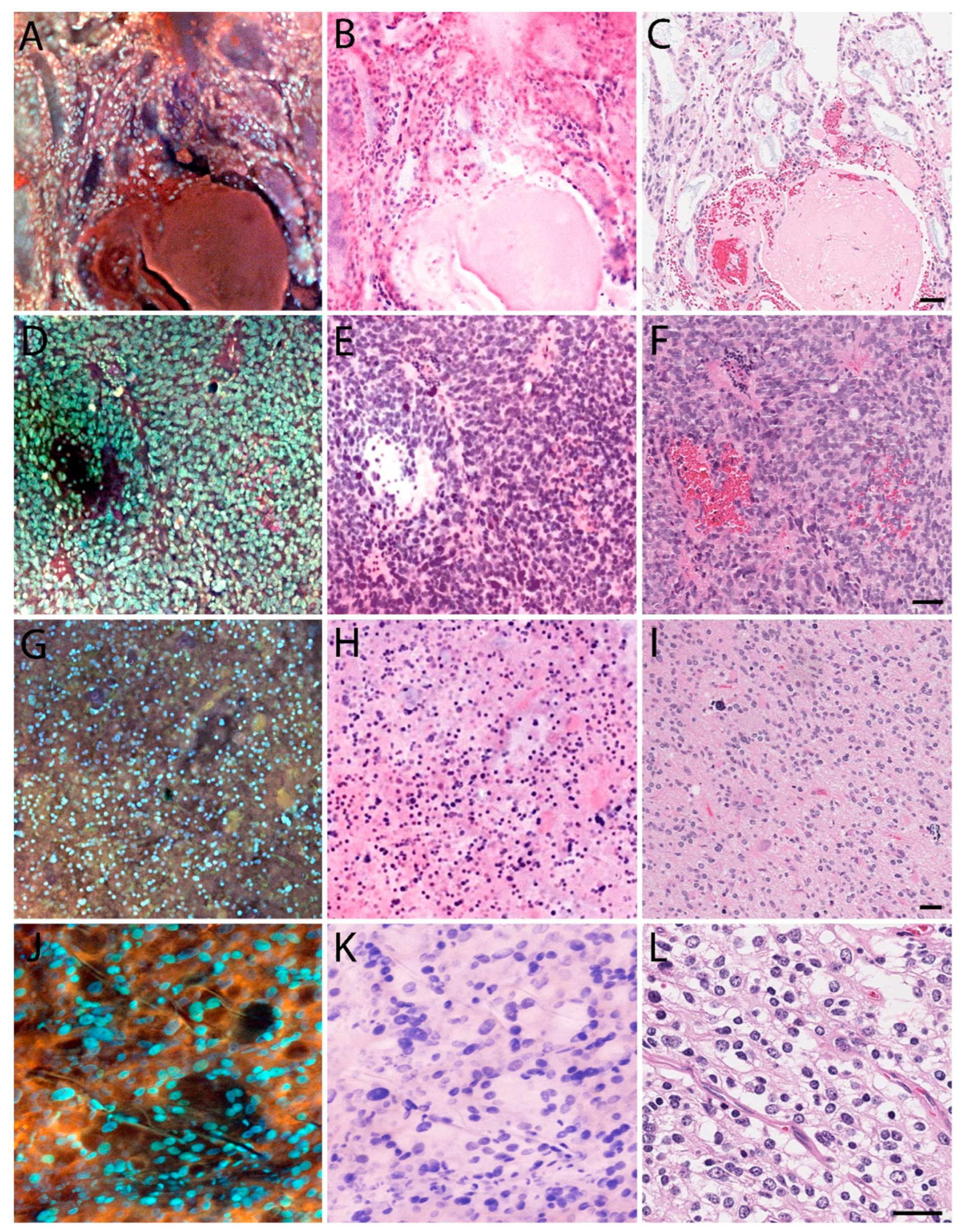 Brainsci 14 00108 g002