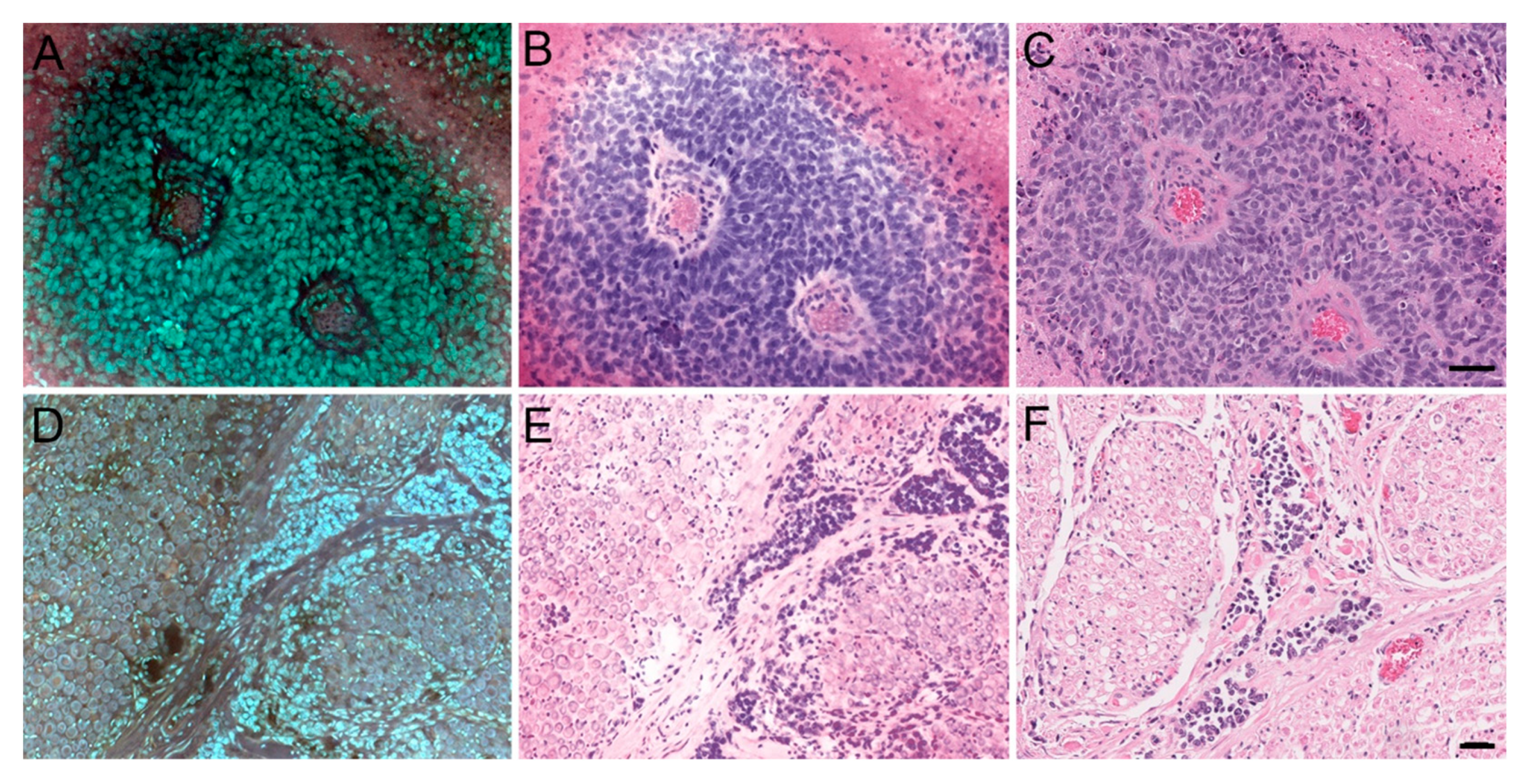 Brainsci 14 00108 g004
