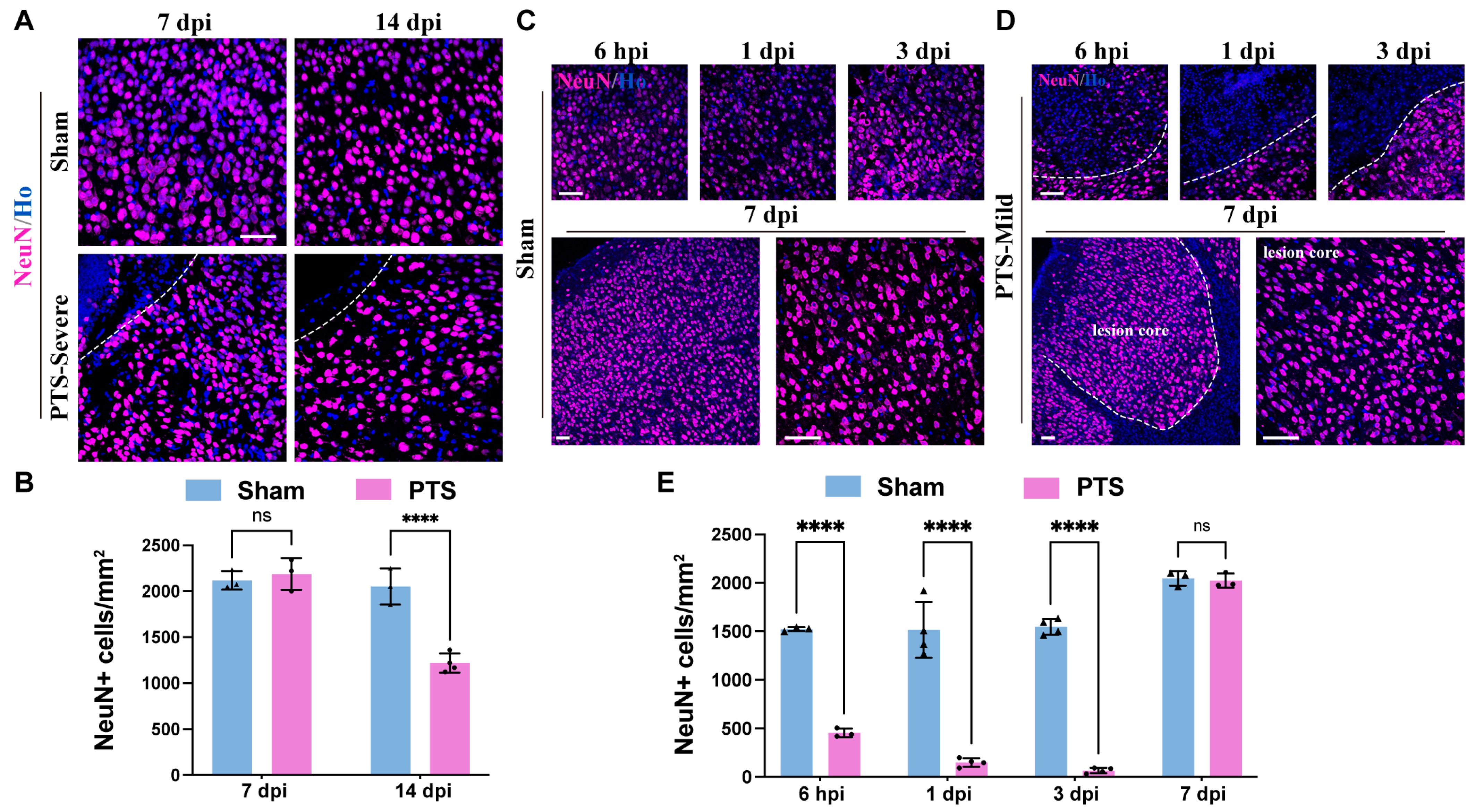 Brainsci 14 00152 g005
