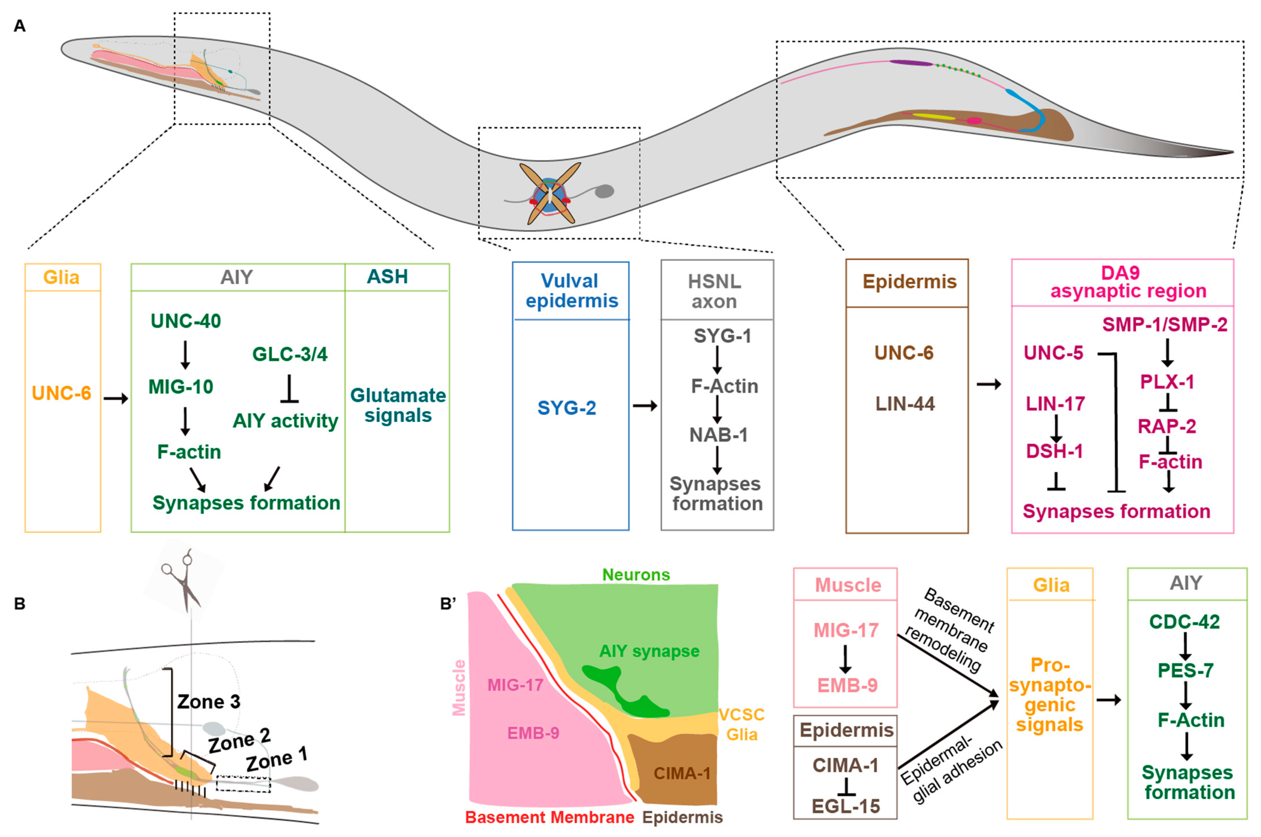 Brainsci 14 00155 g001 Brainsci 14 00155 g001