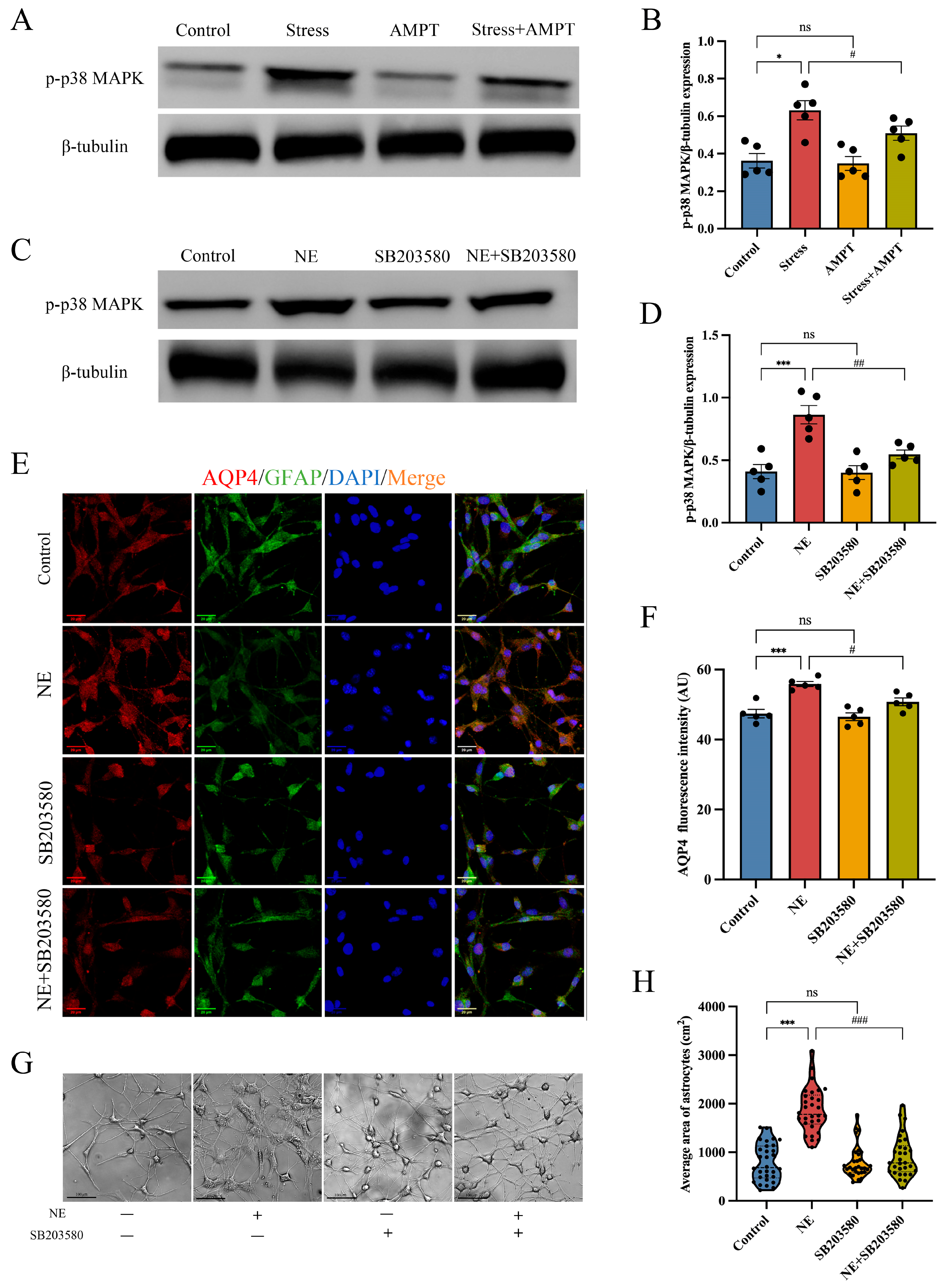 Brainsci 14 00161 g007