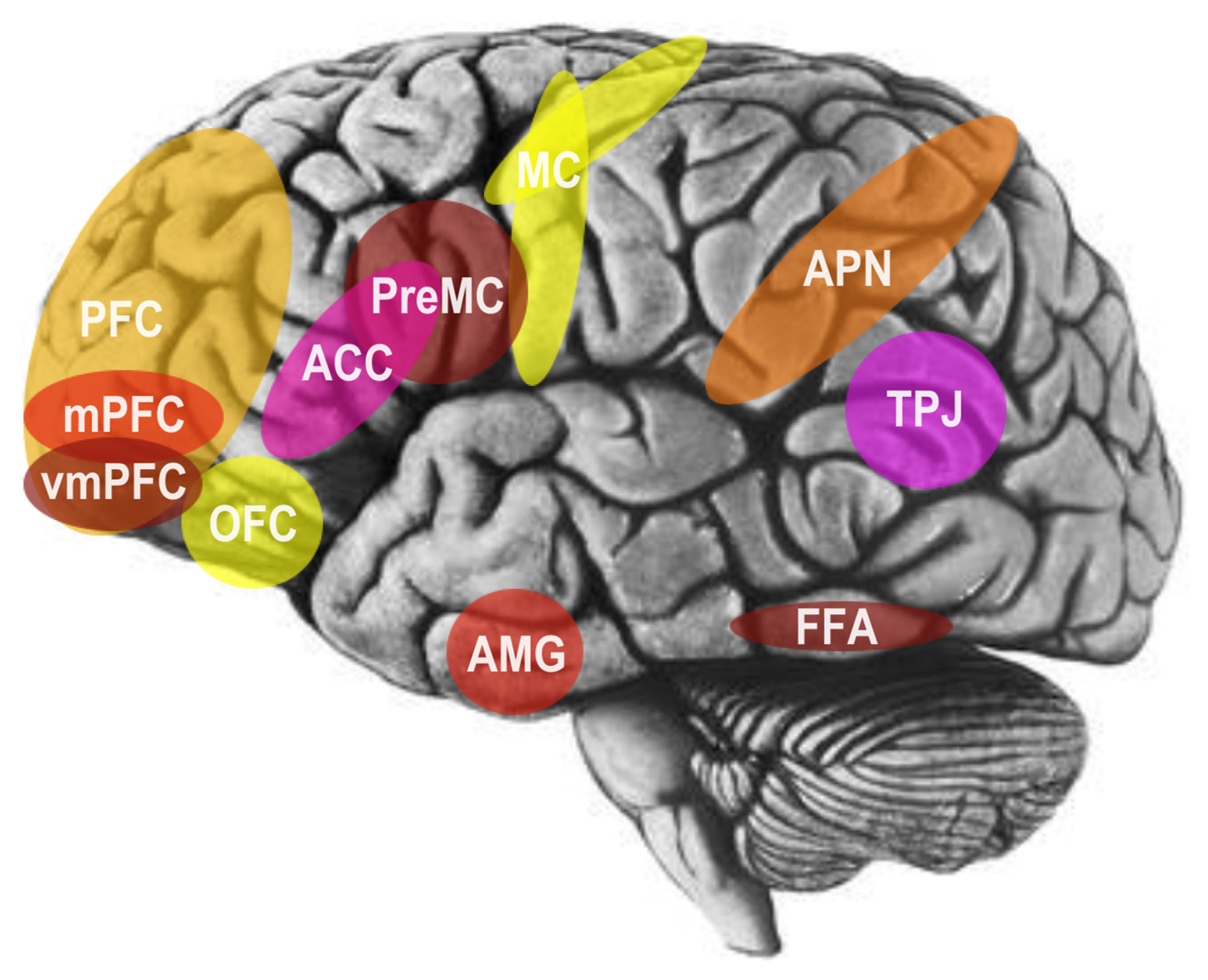 Brainsci 14 00166 g003 Brainsci 14 00166 g003