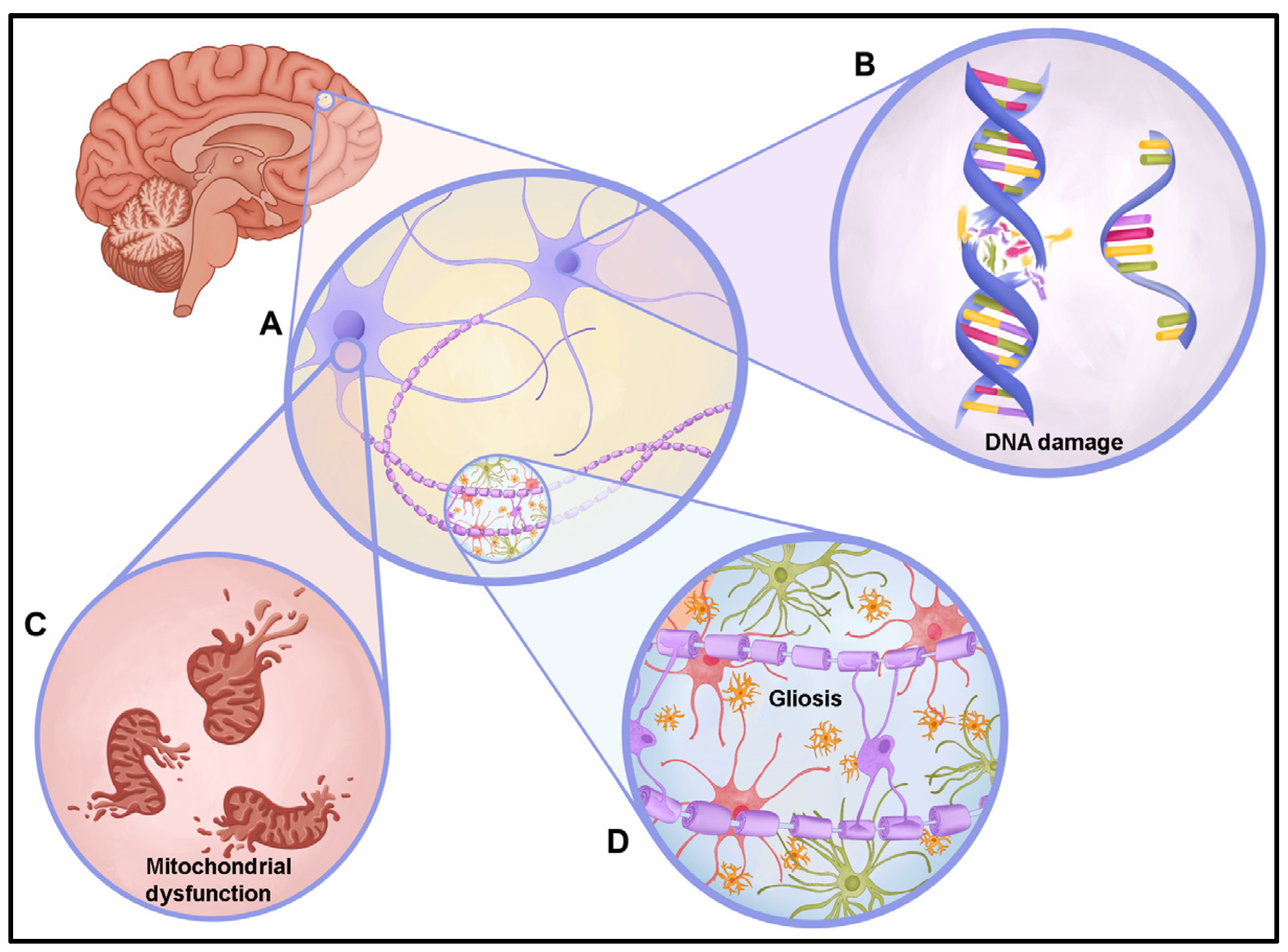 Brainsci 14 00179 g003