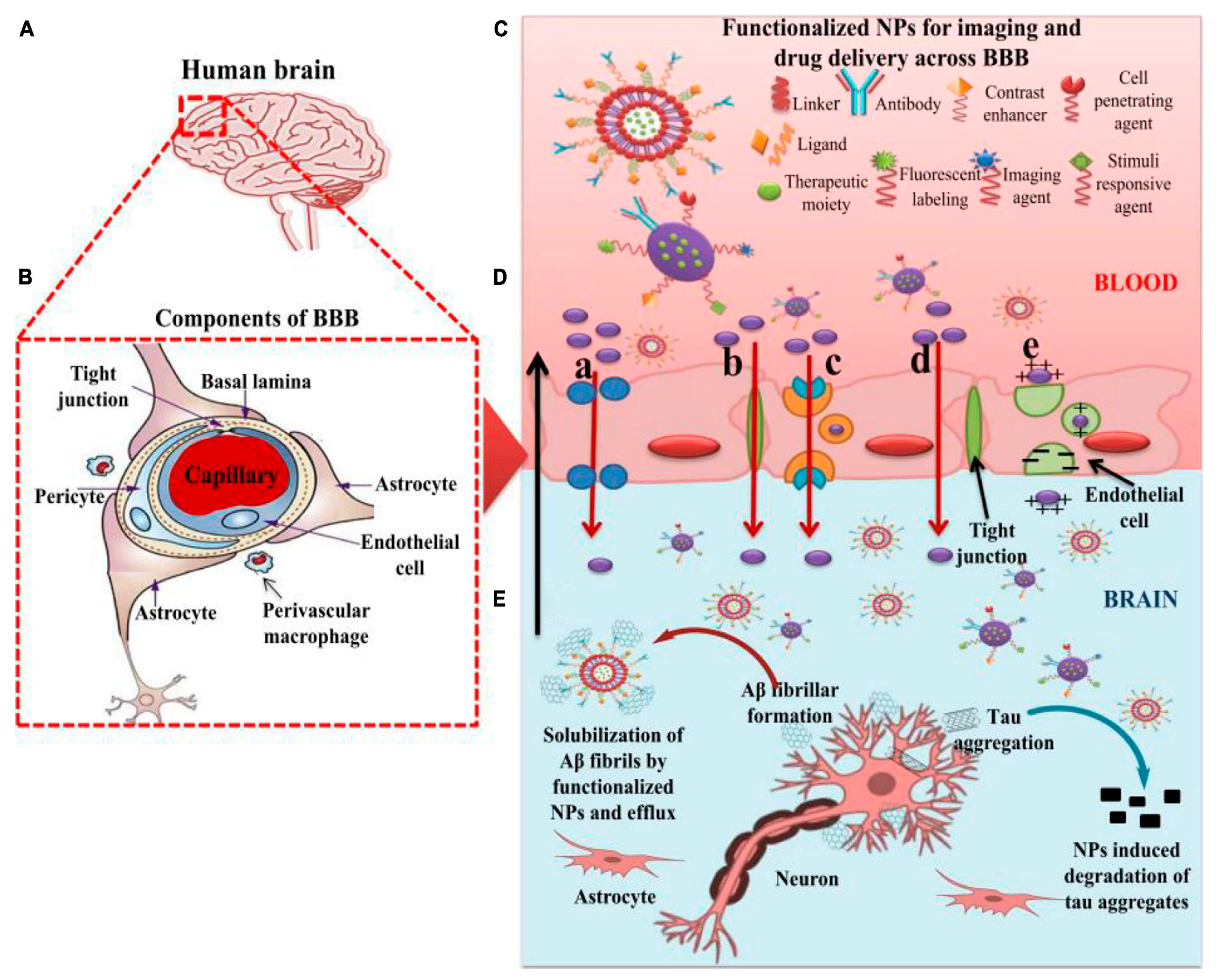 Brainsci 14 00185 g002