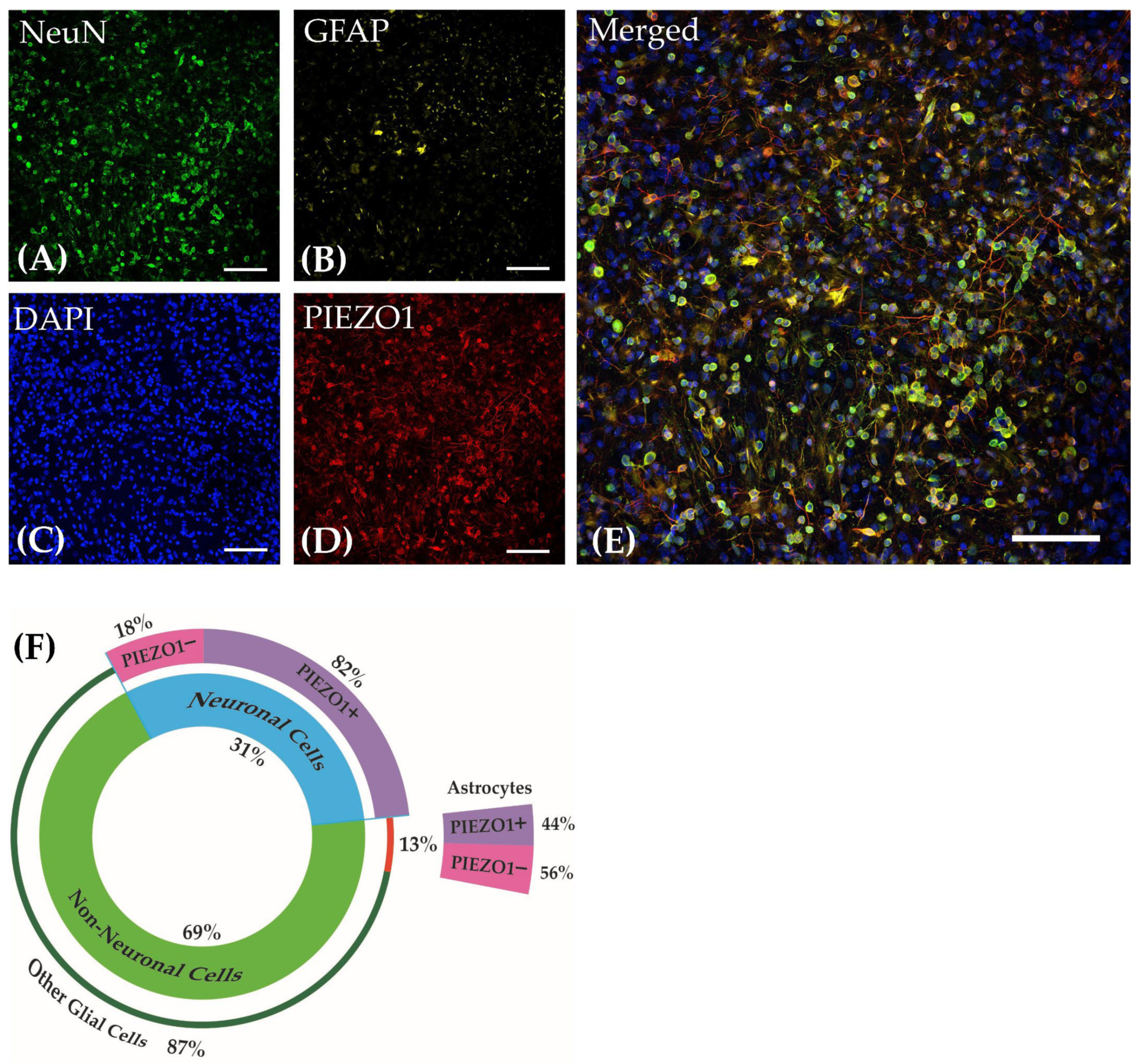 Brainsci 14 00223 g002