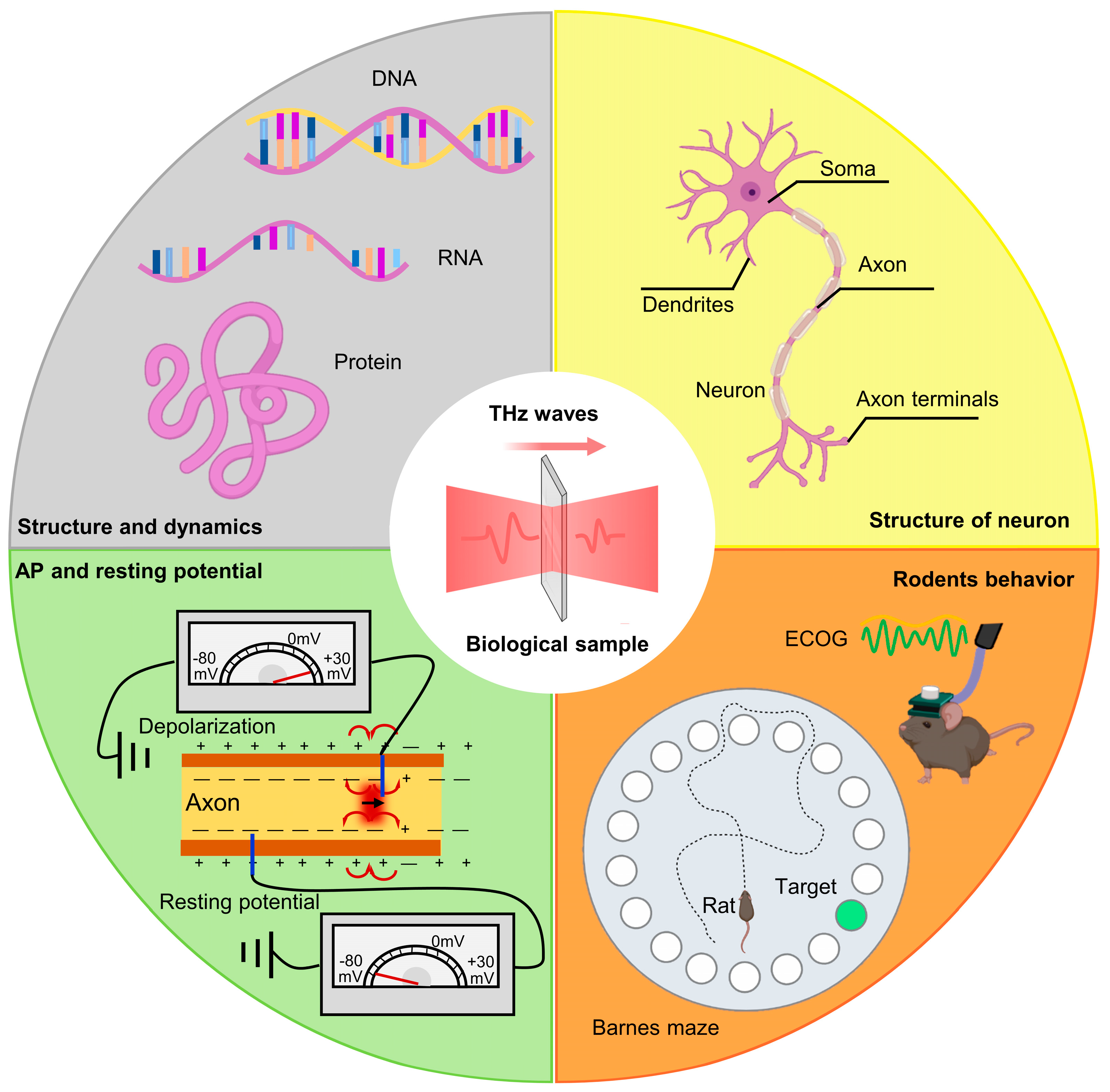 Brainsci 14 00279 g003