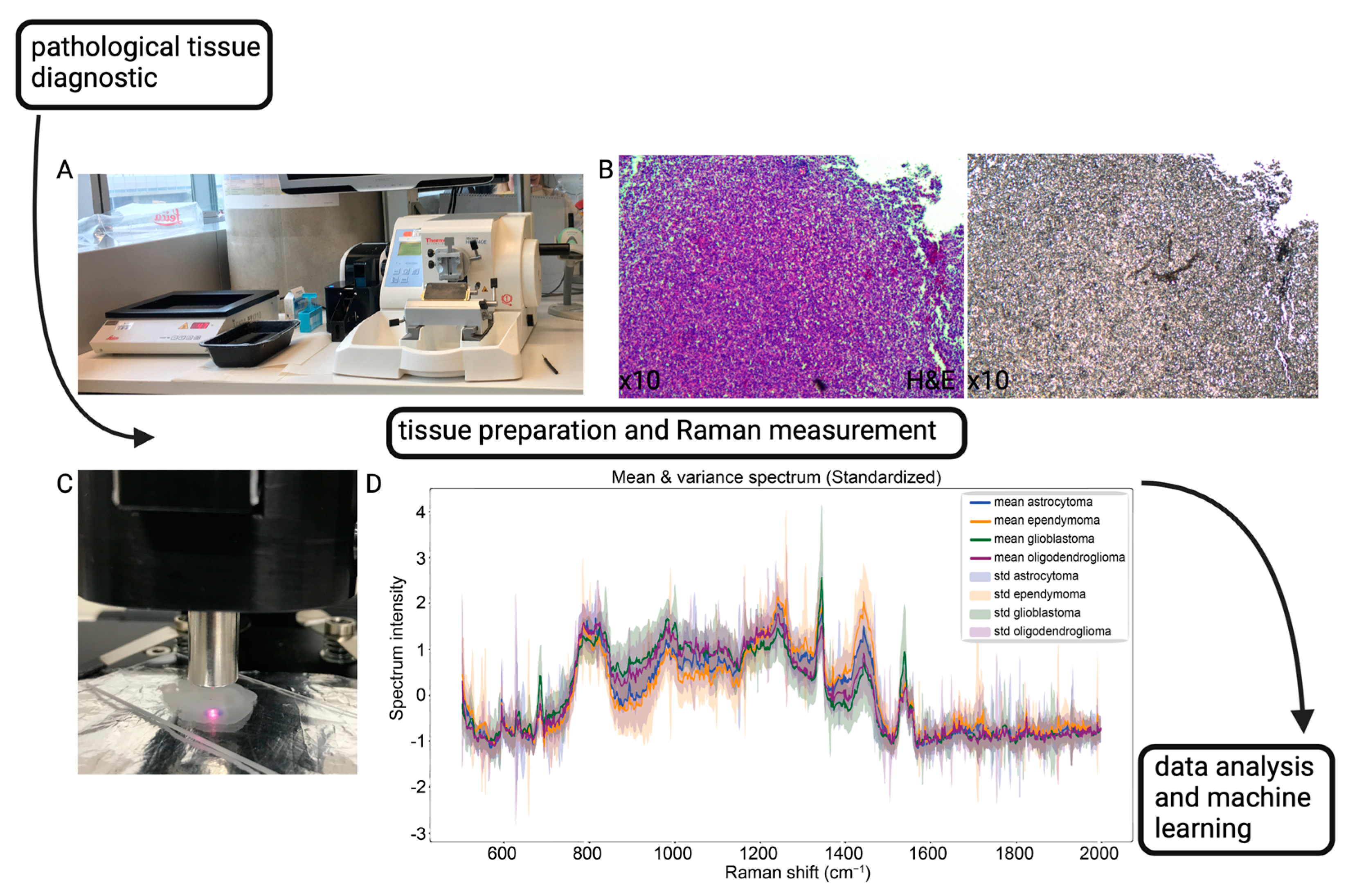 Brainsci 14 00301 g001