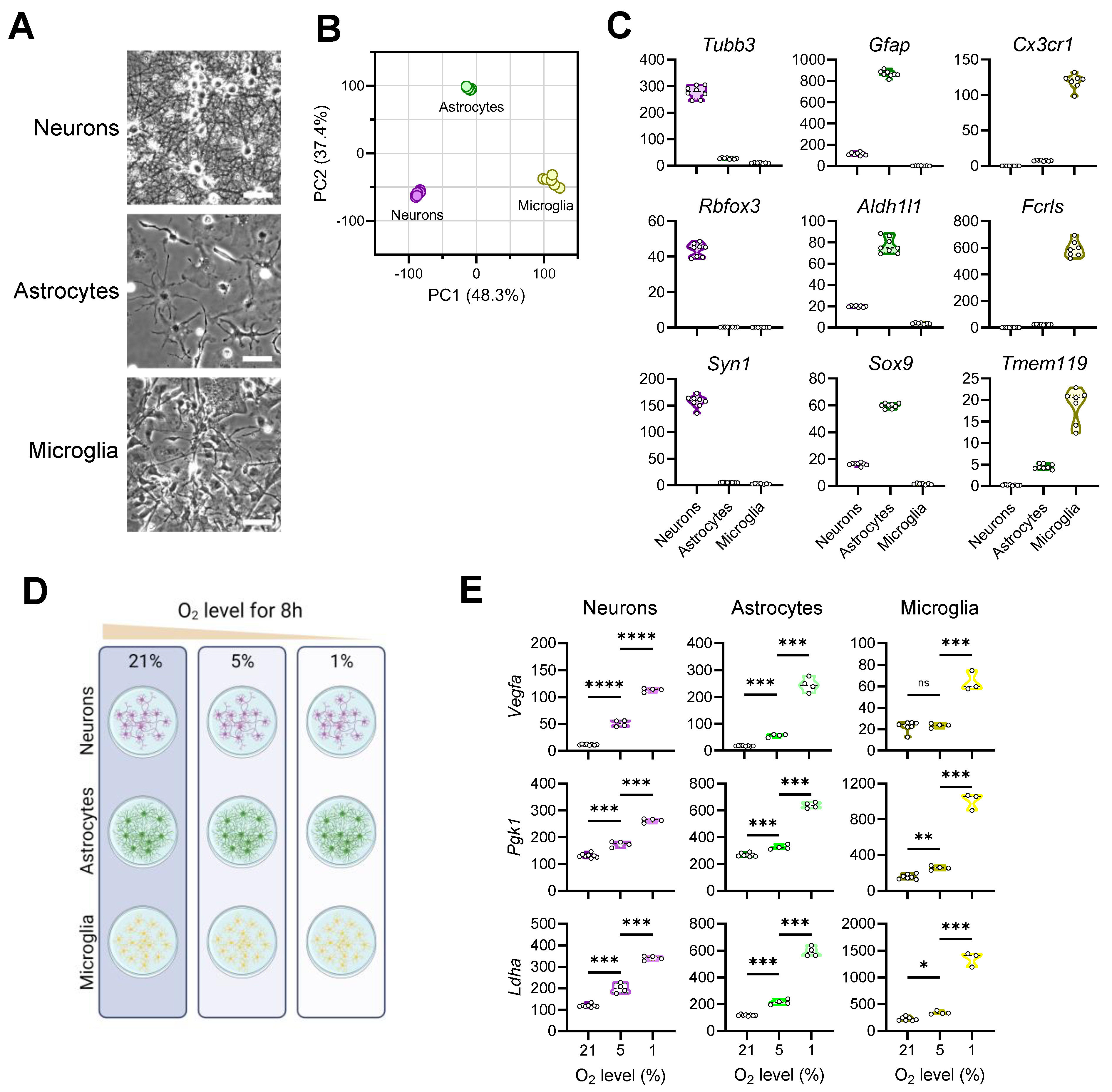 Brainsci 14 00341 g001