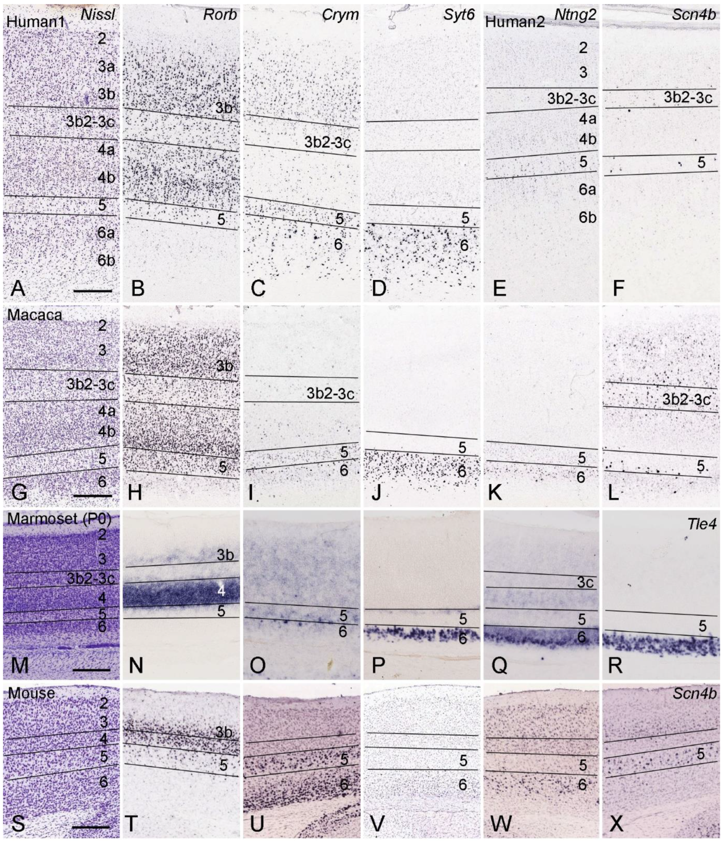 Brainsci 14 00372 g004