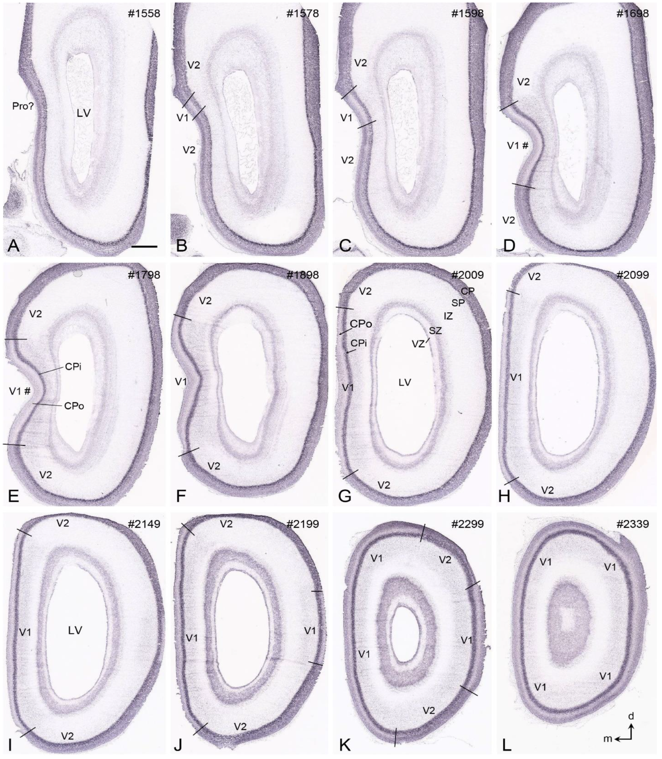 Brainsci 14 00372 g007