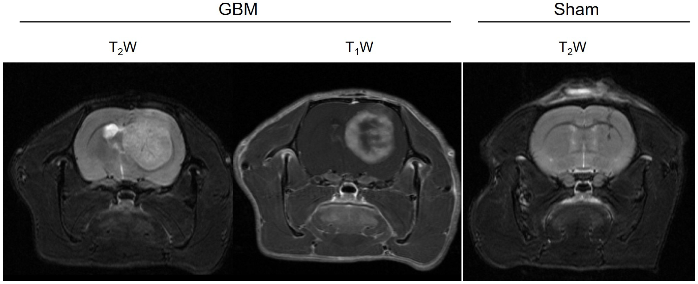 Brainsci 14 00409 g001 Brainsci 14 00409 g001