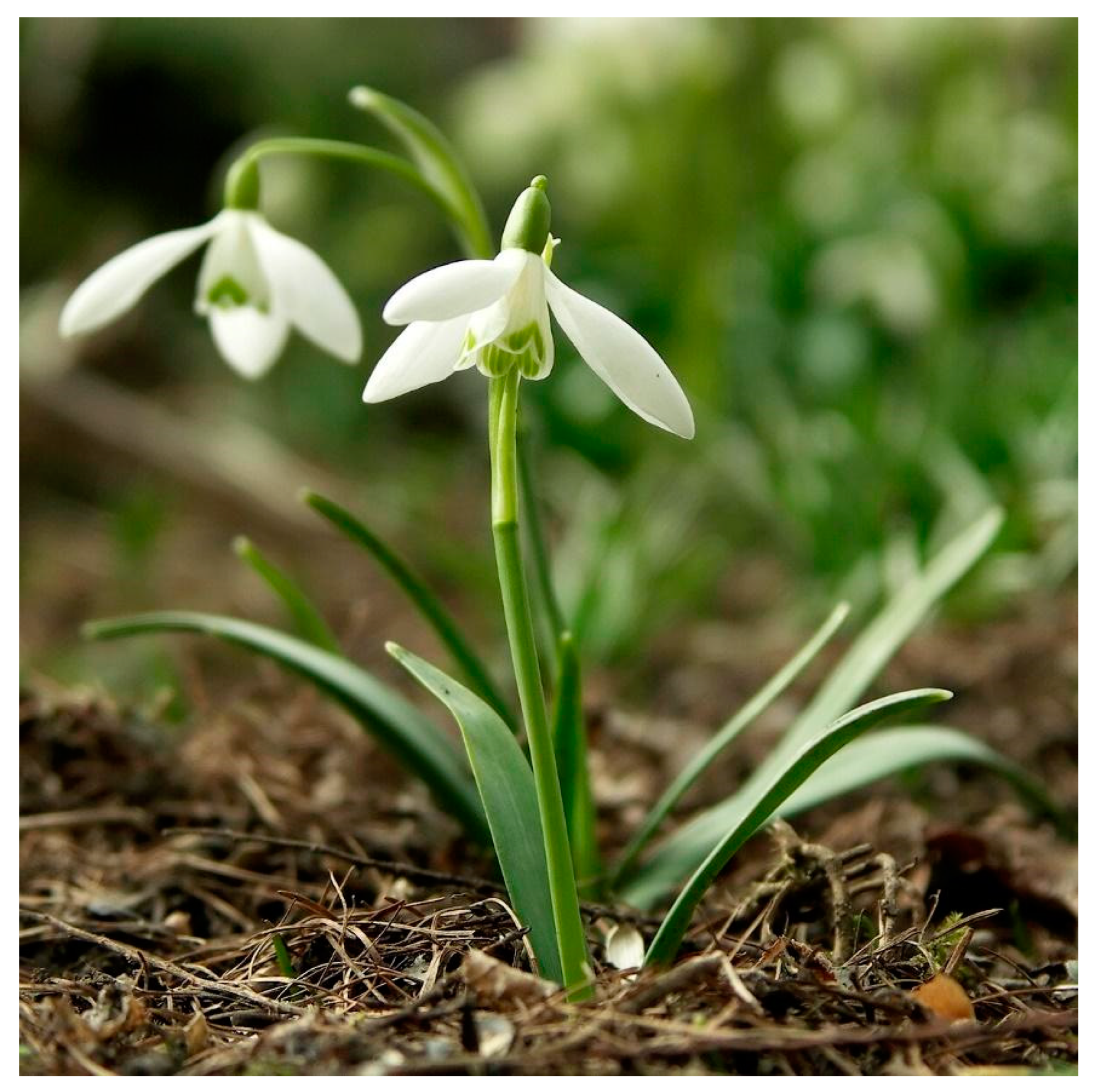 Brainsci 14 00426 g002