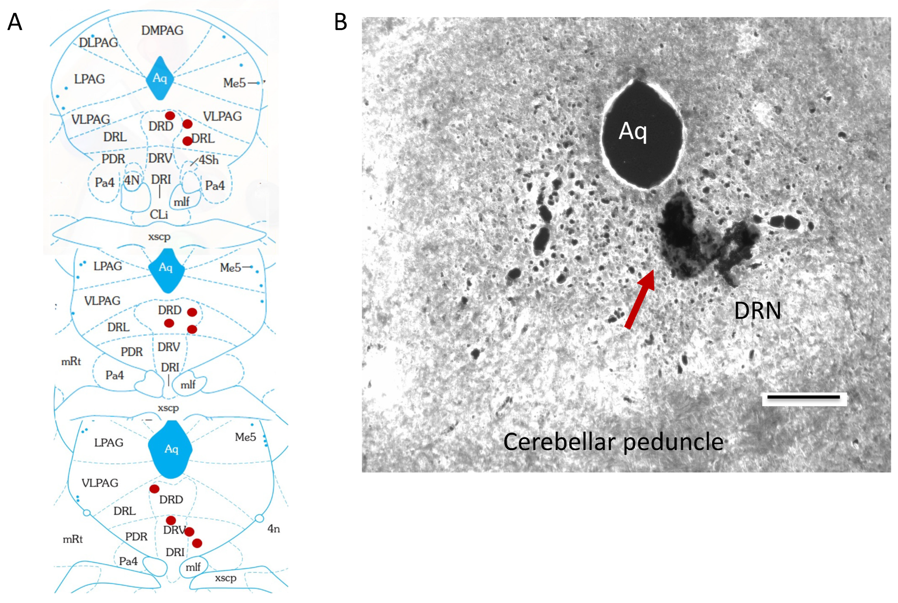 Brainsci 14 00464 g001