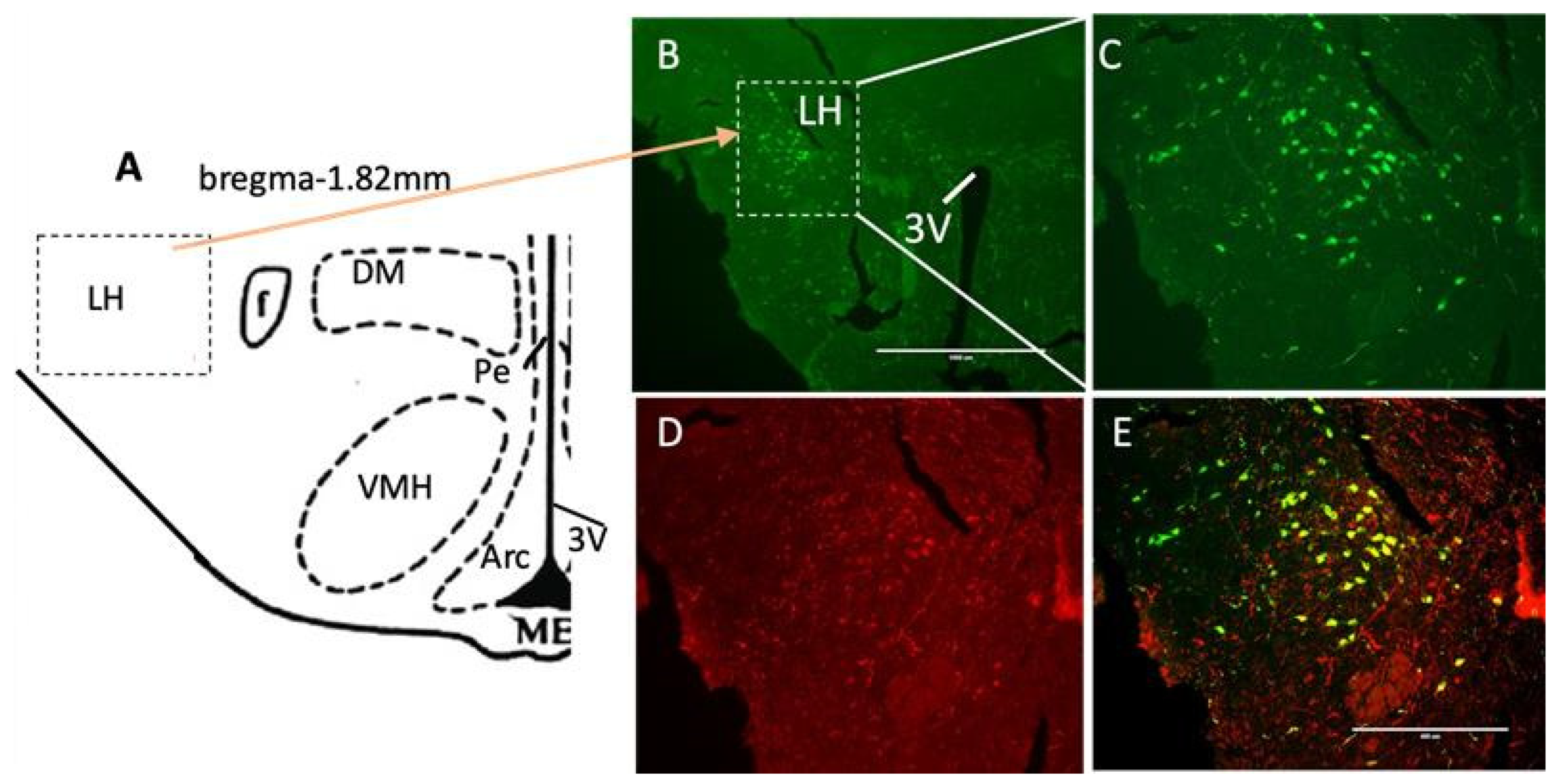 Brainsci 14 00464 g002