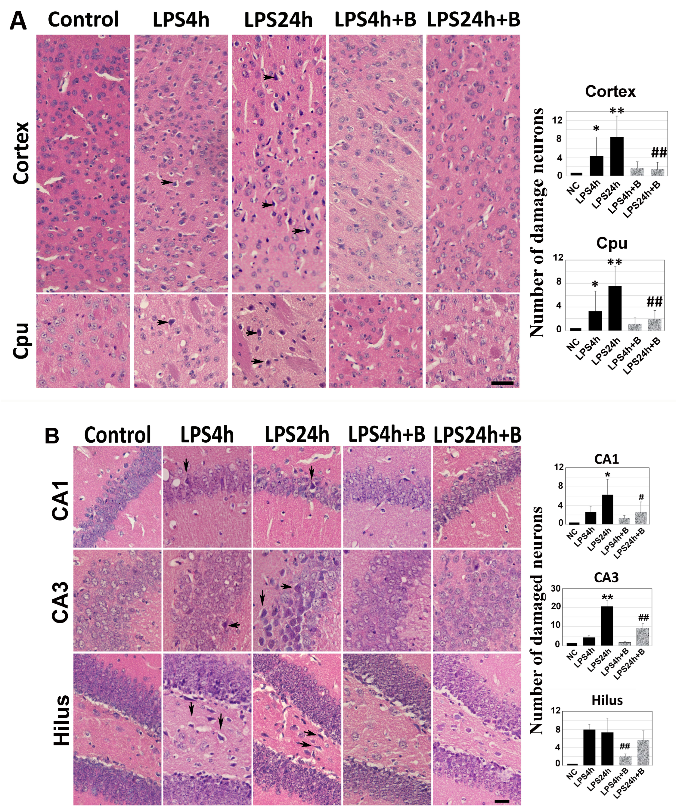Brainsci 14 00467 g003
