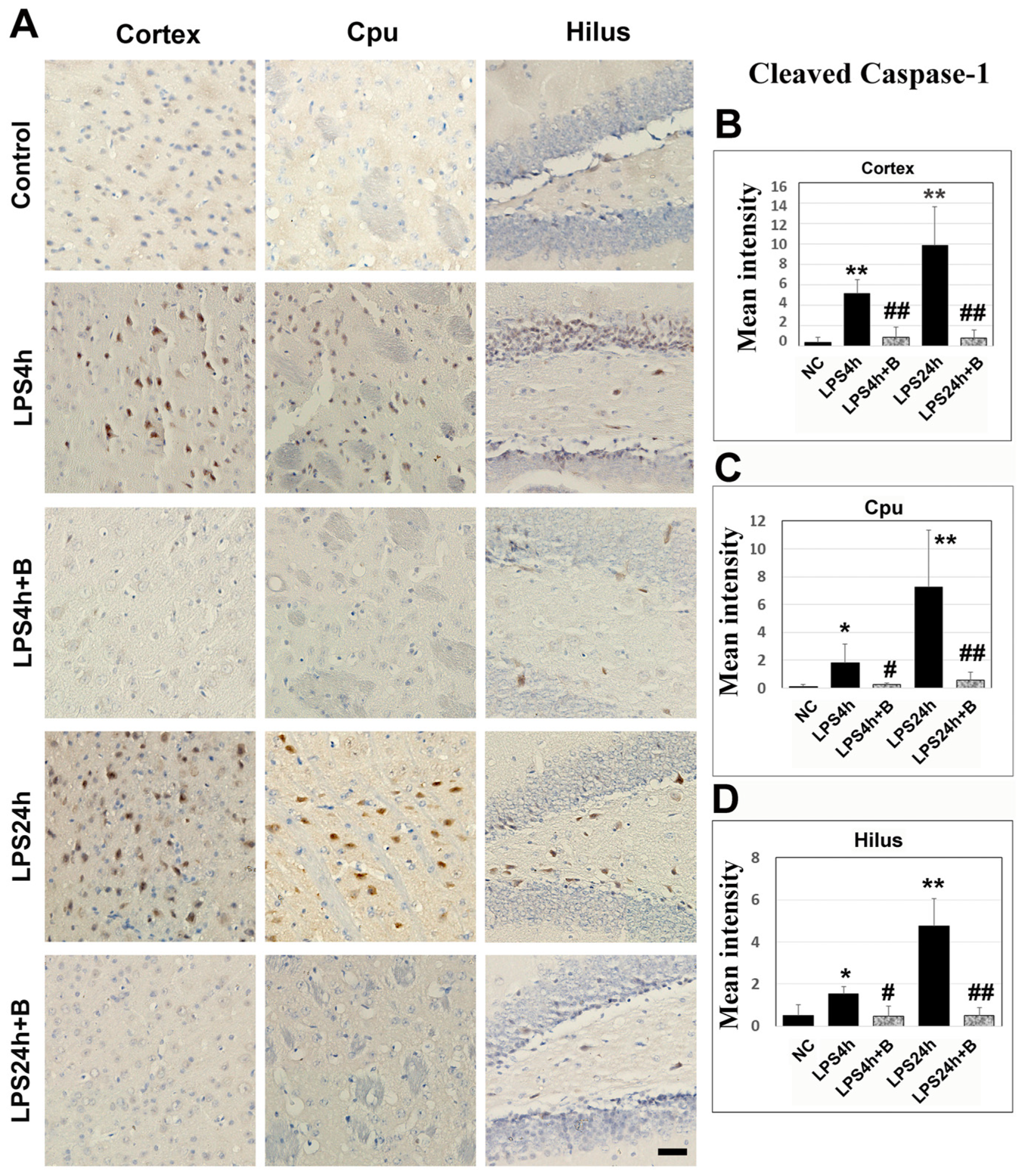 Brainsci 14 00467 g008