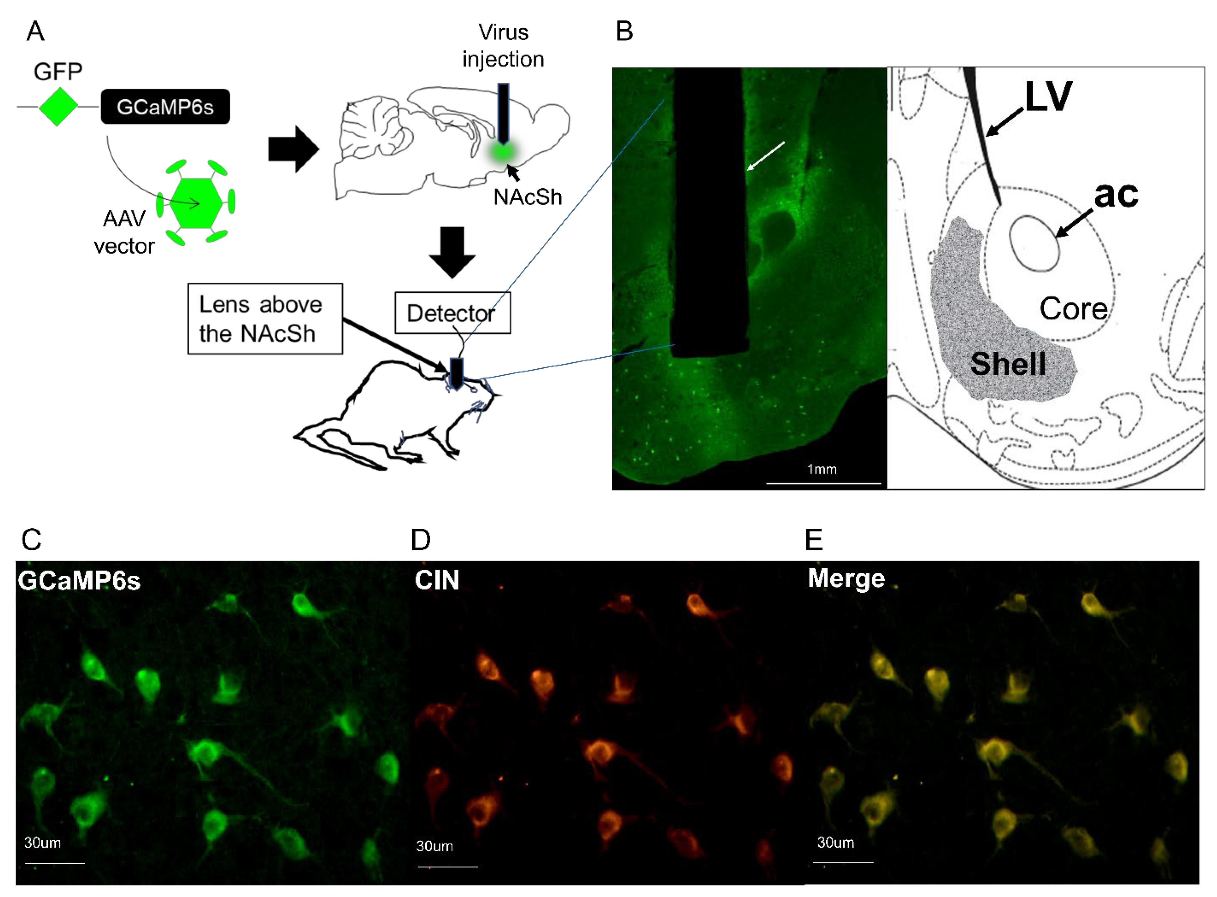 Brainsci 14 00484 g001