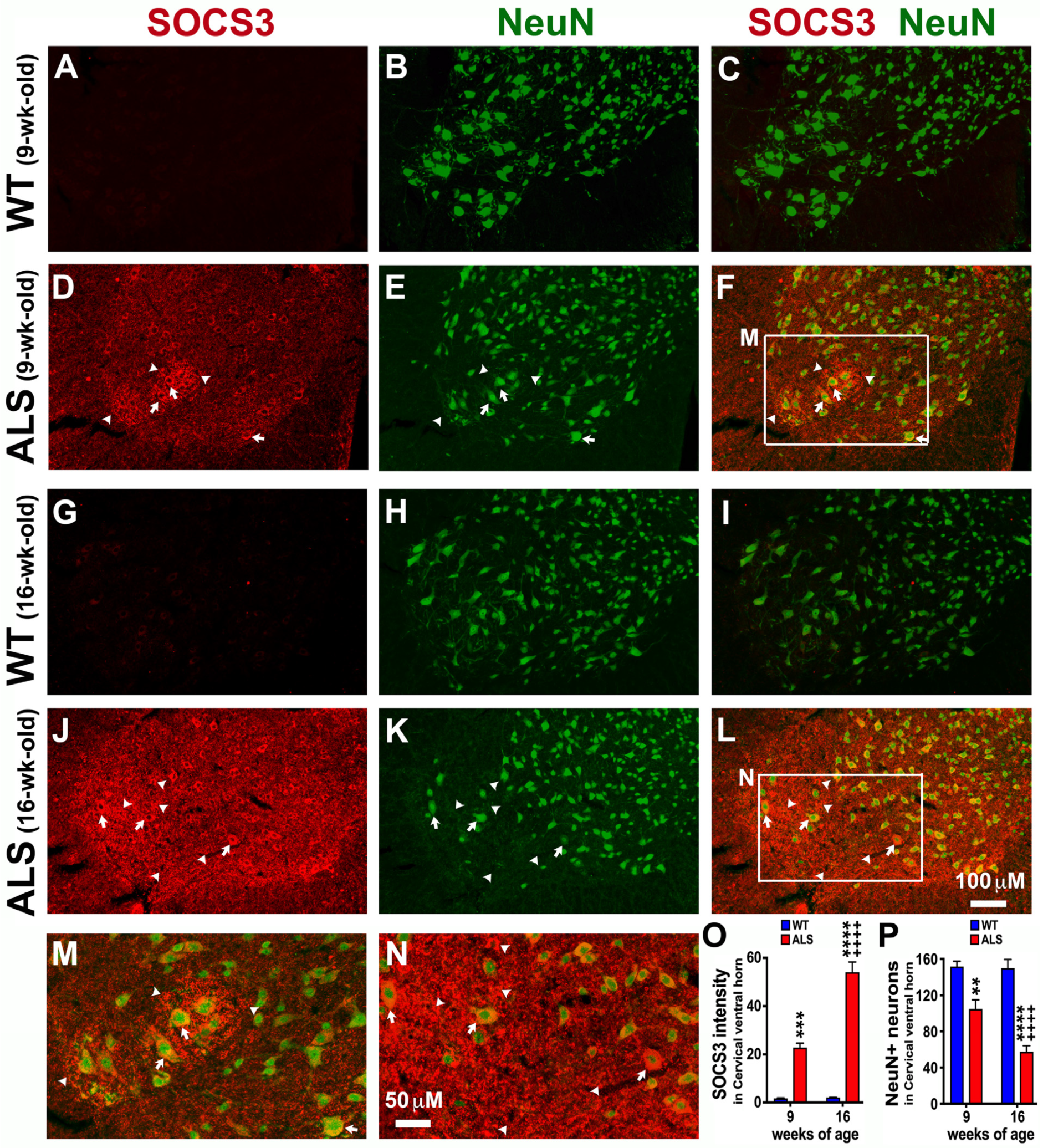 Brainsci 14 00564 g004