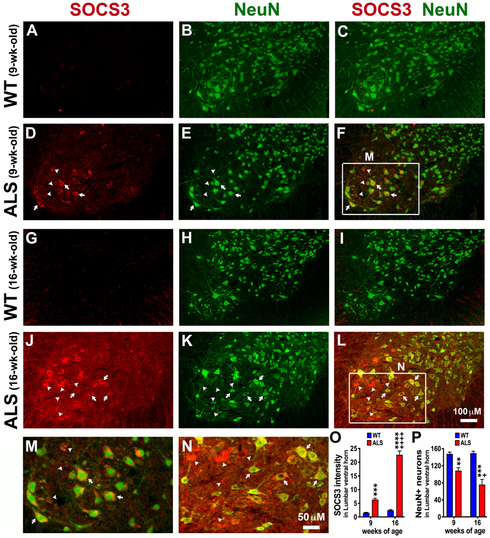 Brainsci 14 00564 g005