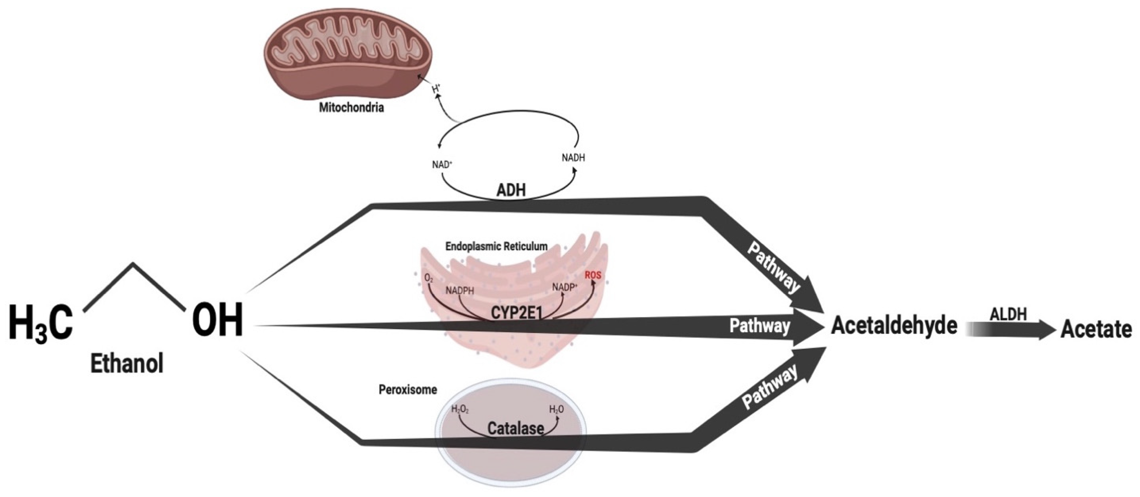 Brainsci 14 00574 g002 Brainsci 14 00574 g002