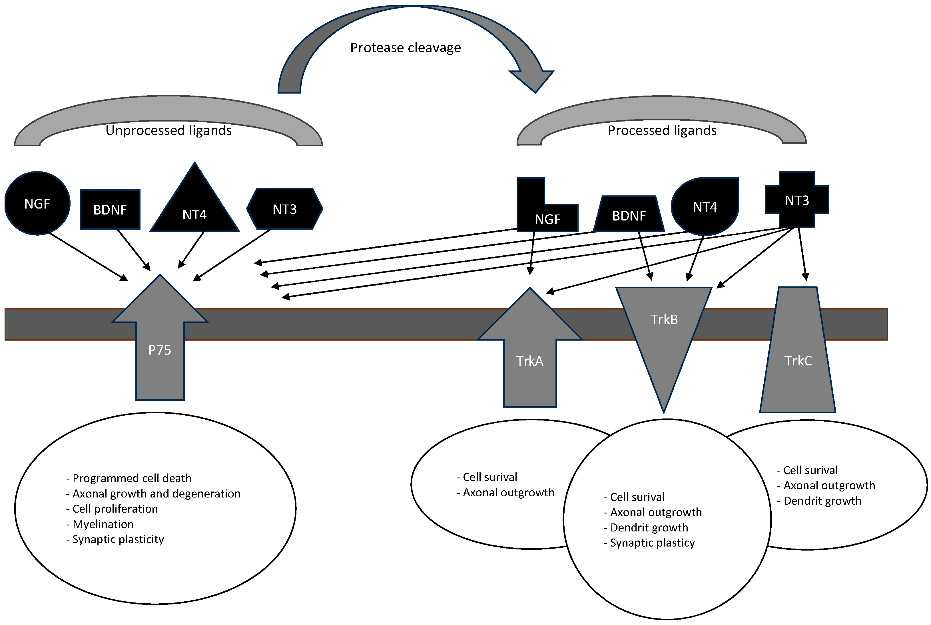 Brainsci 14 00583 g002