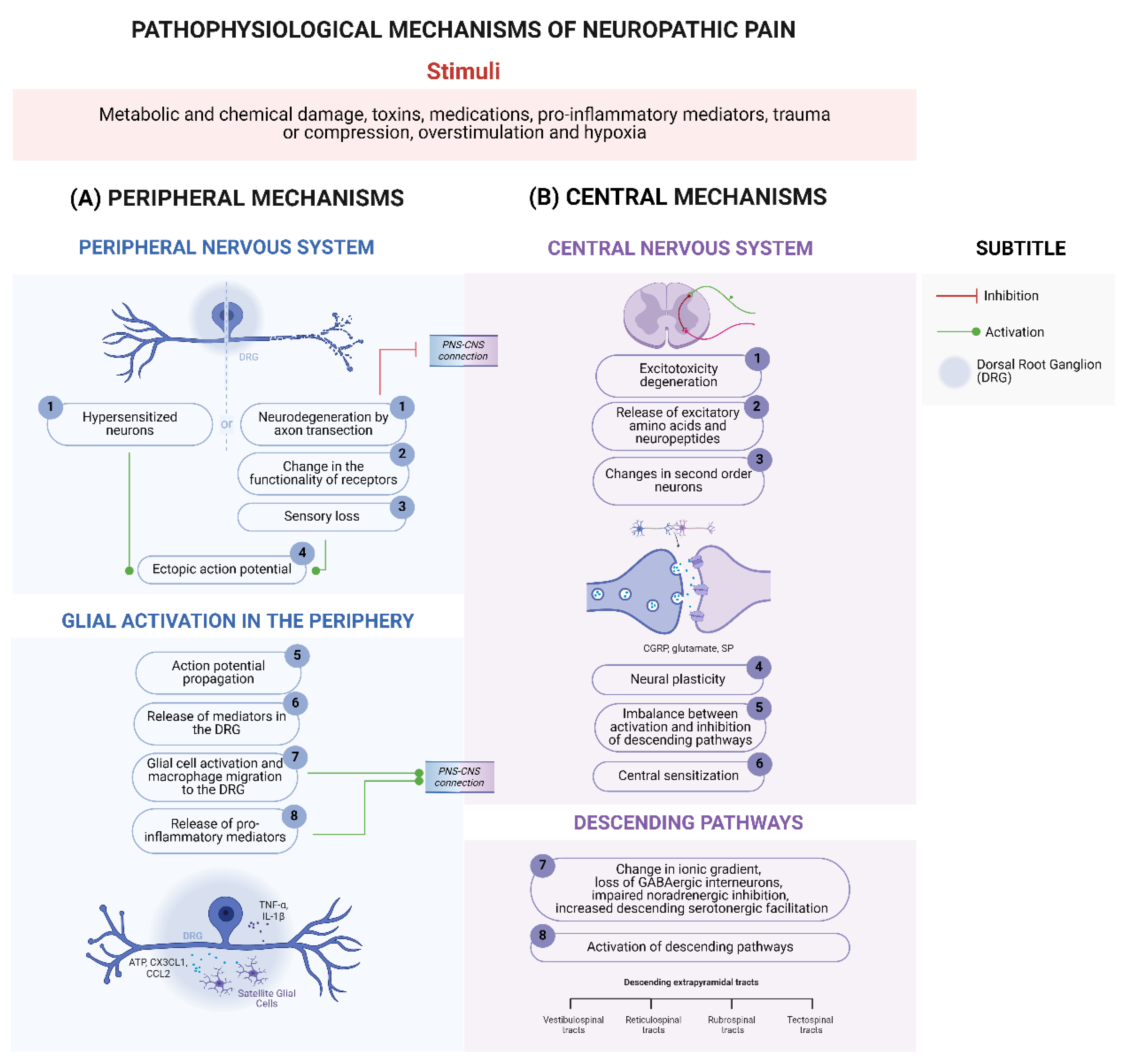 Brainsci 14 00589 g001