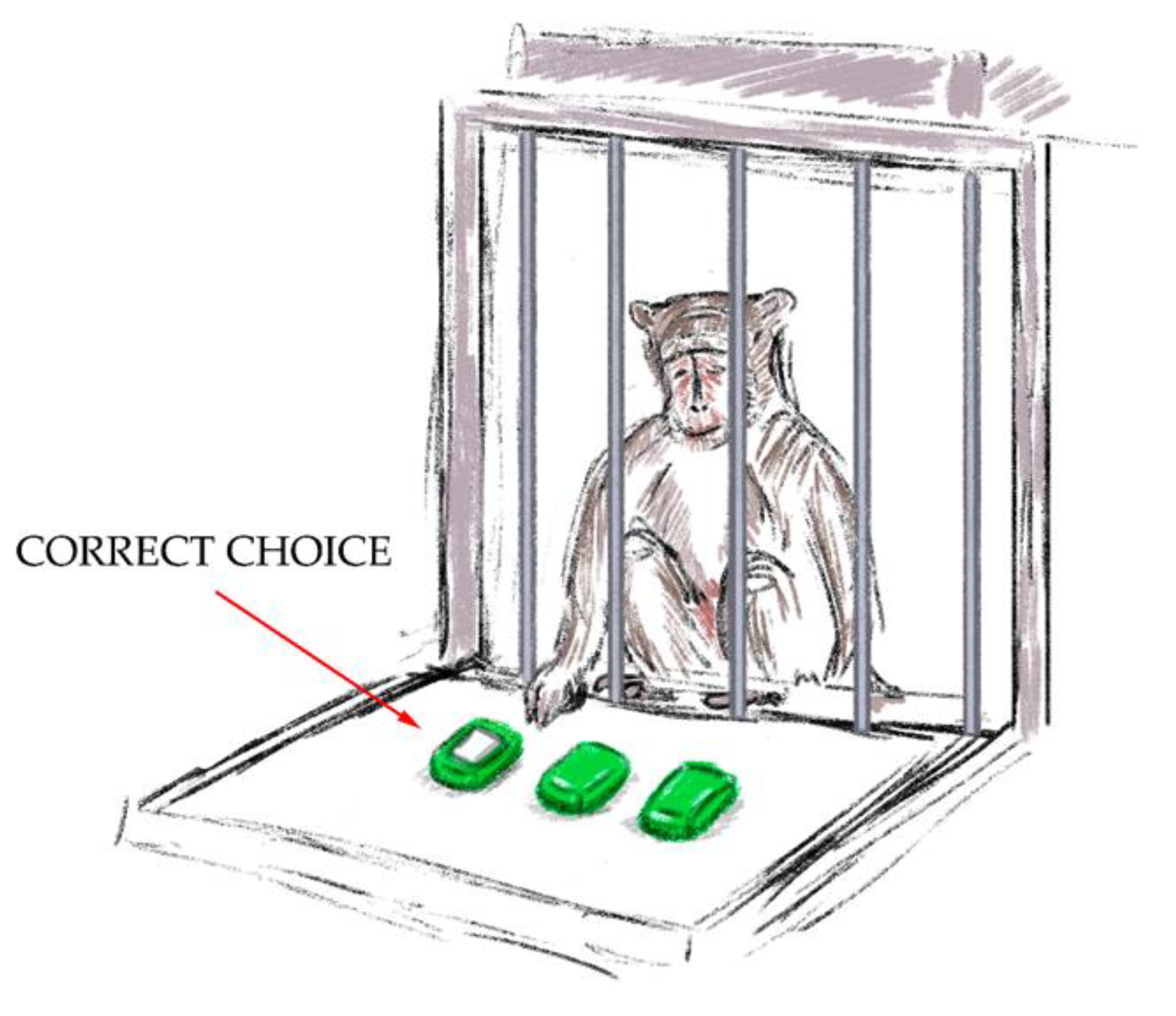 Brainsci 14 00635 g004