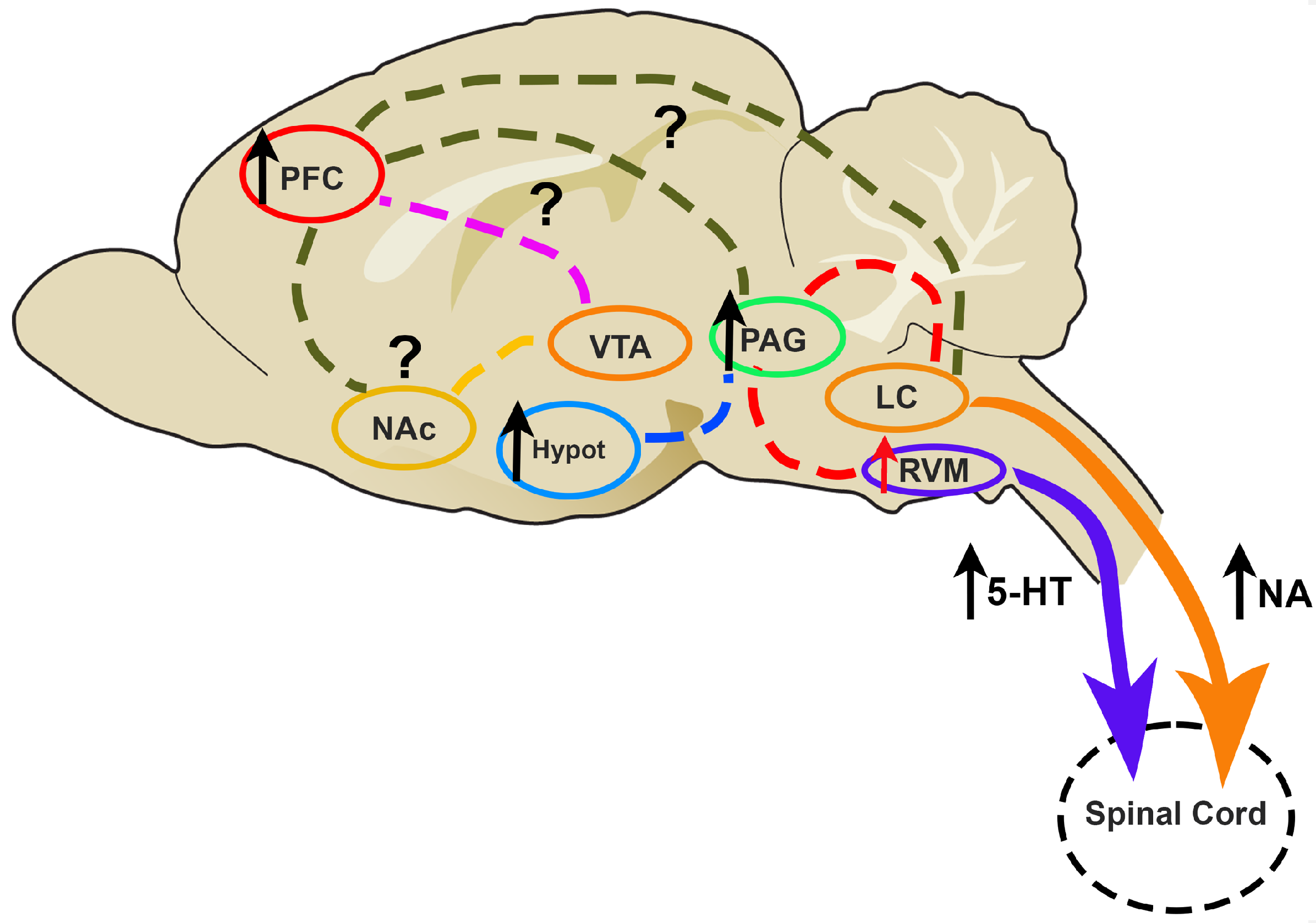 Brainsci 14 00659 g001 Brainsci 14 00659 g001