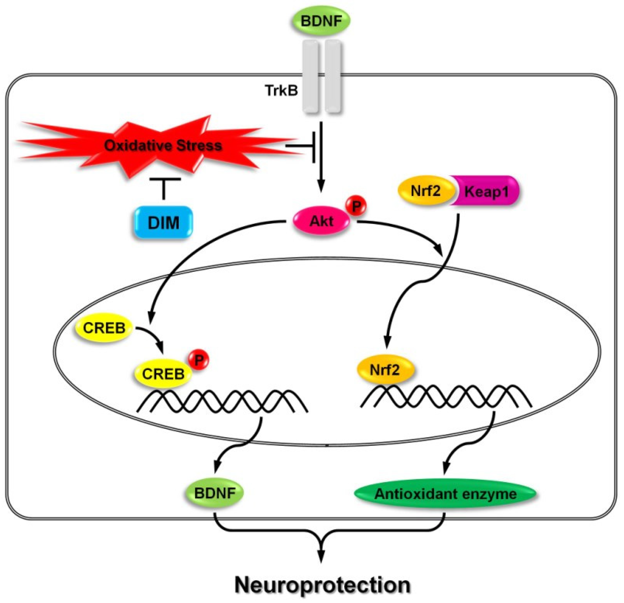 Brainsci 14 00674 g001 Brainsci 14 00674 g001