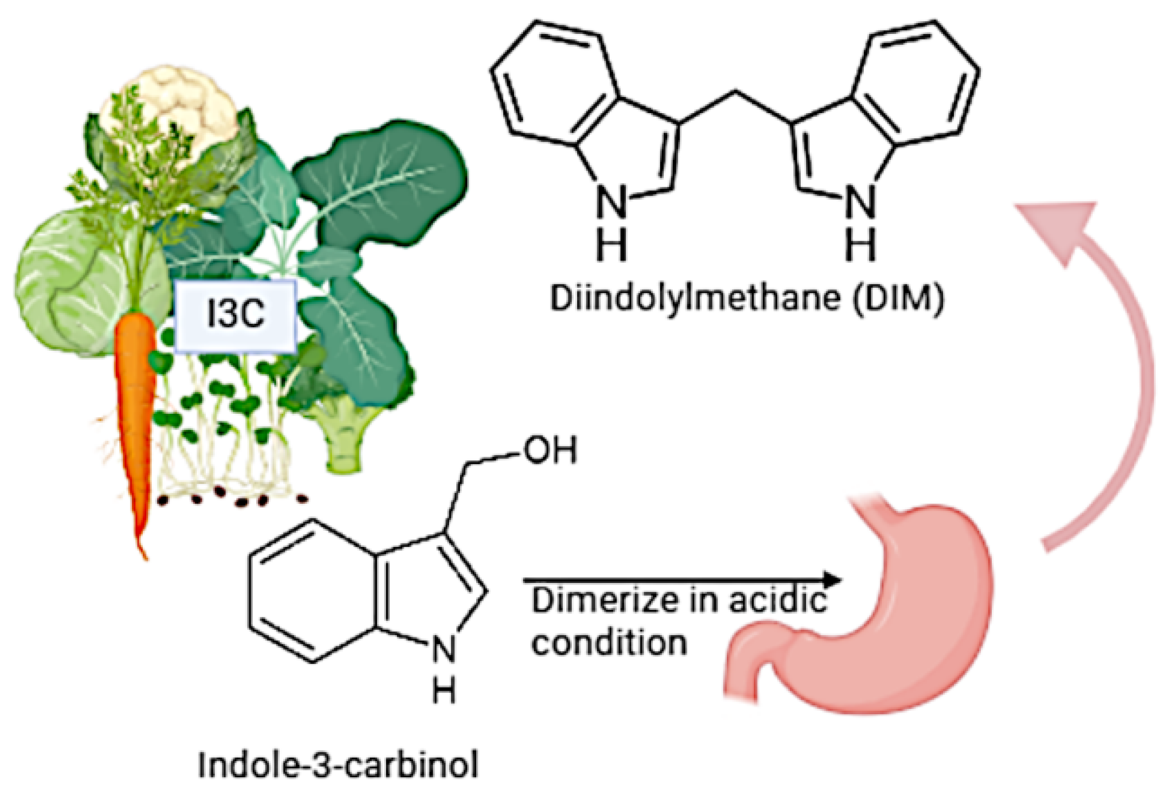 Indole-3-Carbinol and DIM