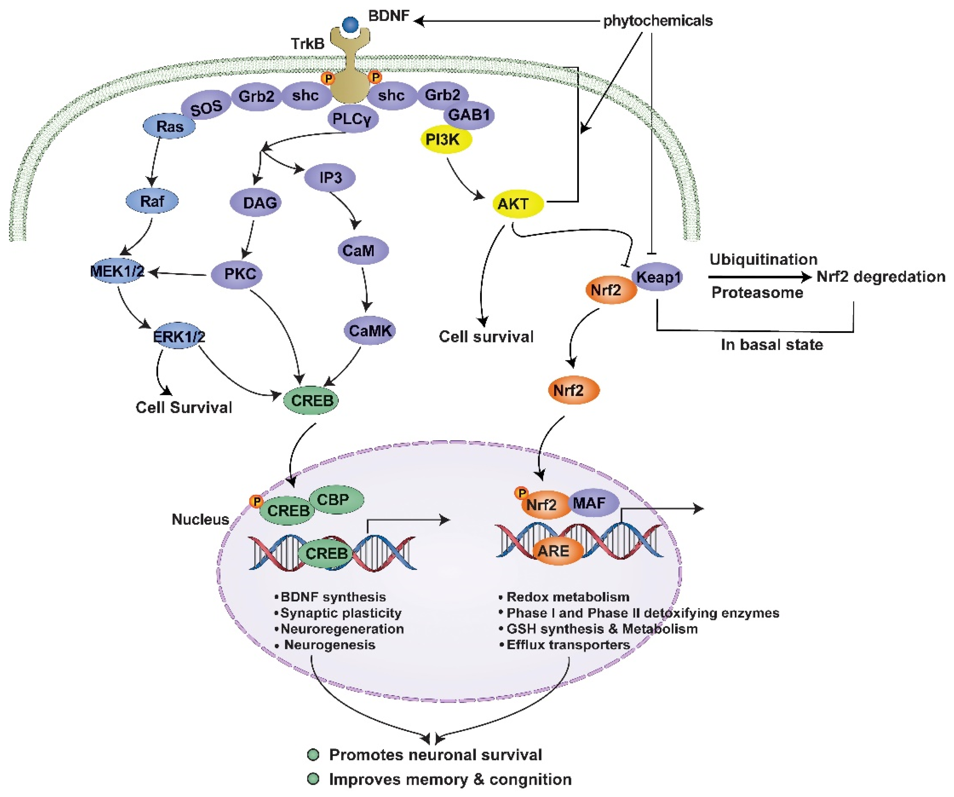 Brainsci 14 00674 g004 Brainsci 14 00674 g004