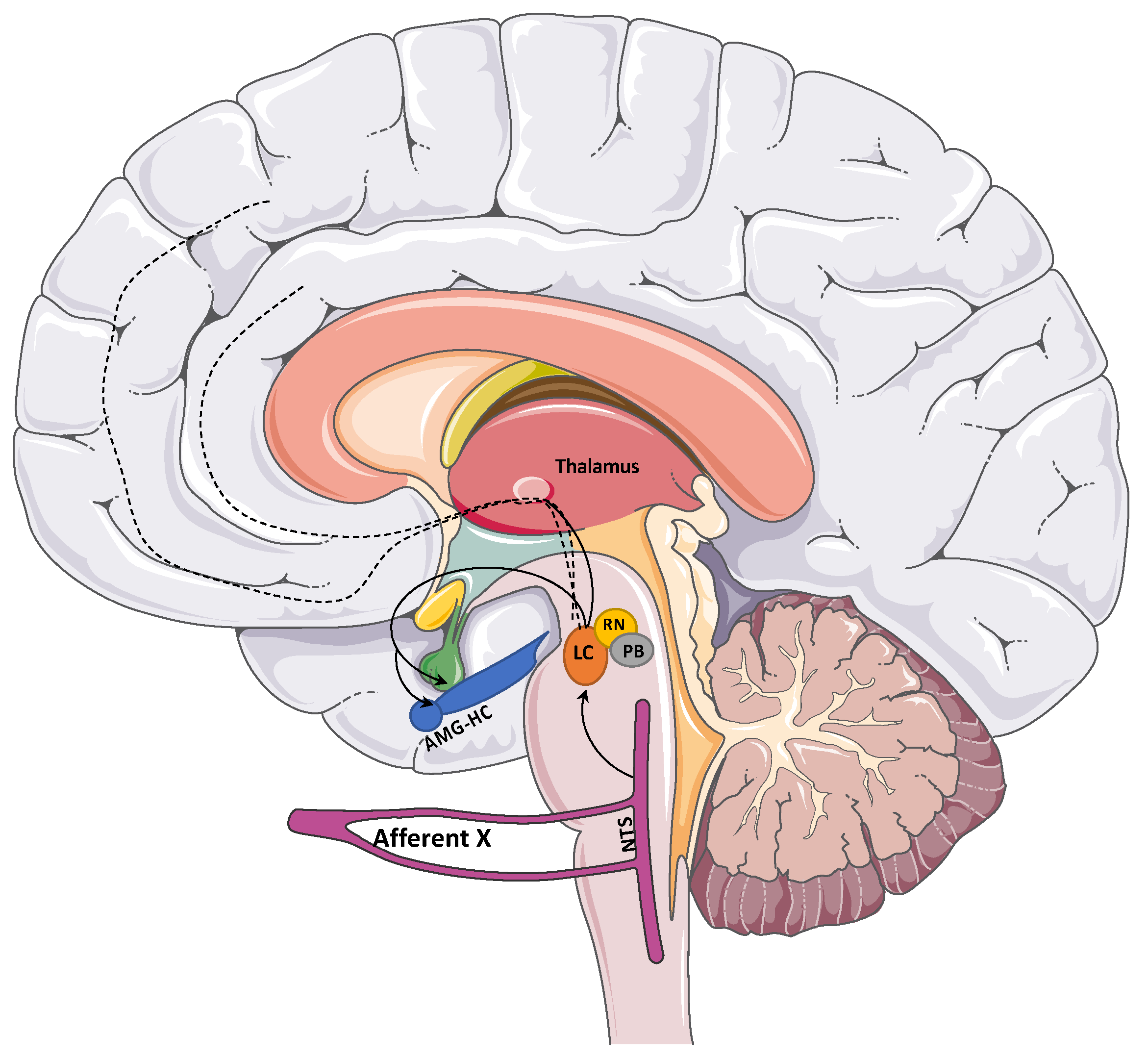 Brainsci 14 00675 g001 Brainsci 14 00675 g001