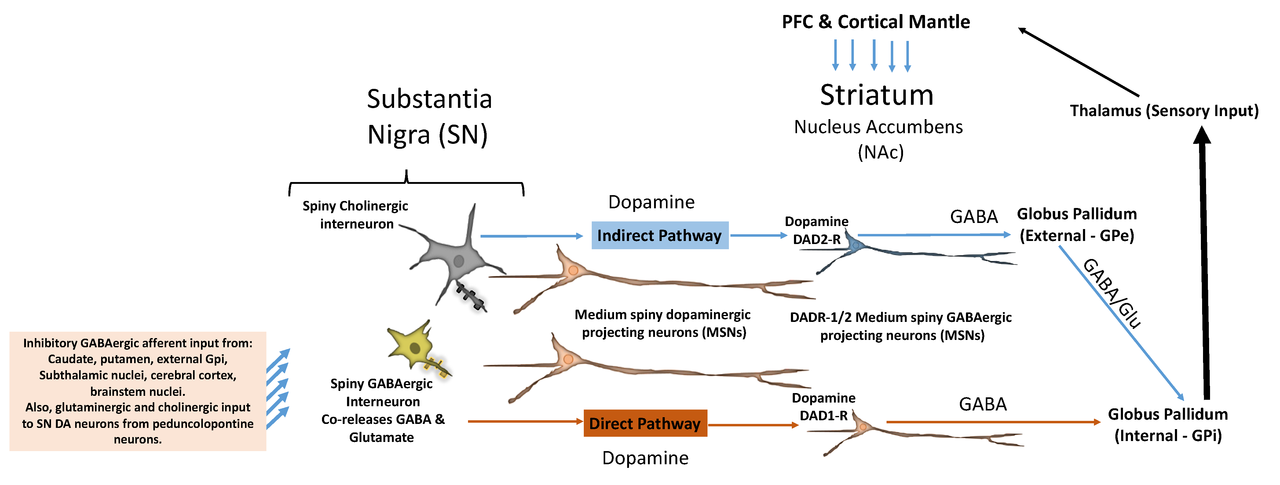 Brainsci 14 00733 g004 Brainsci 14 00733 g004