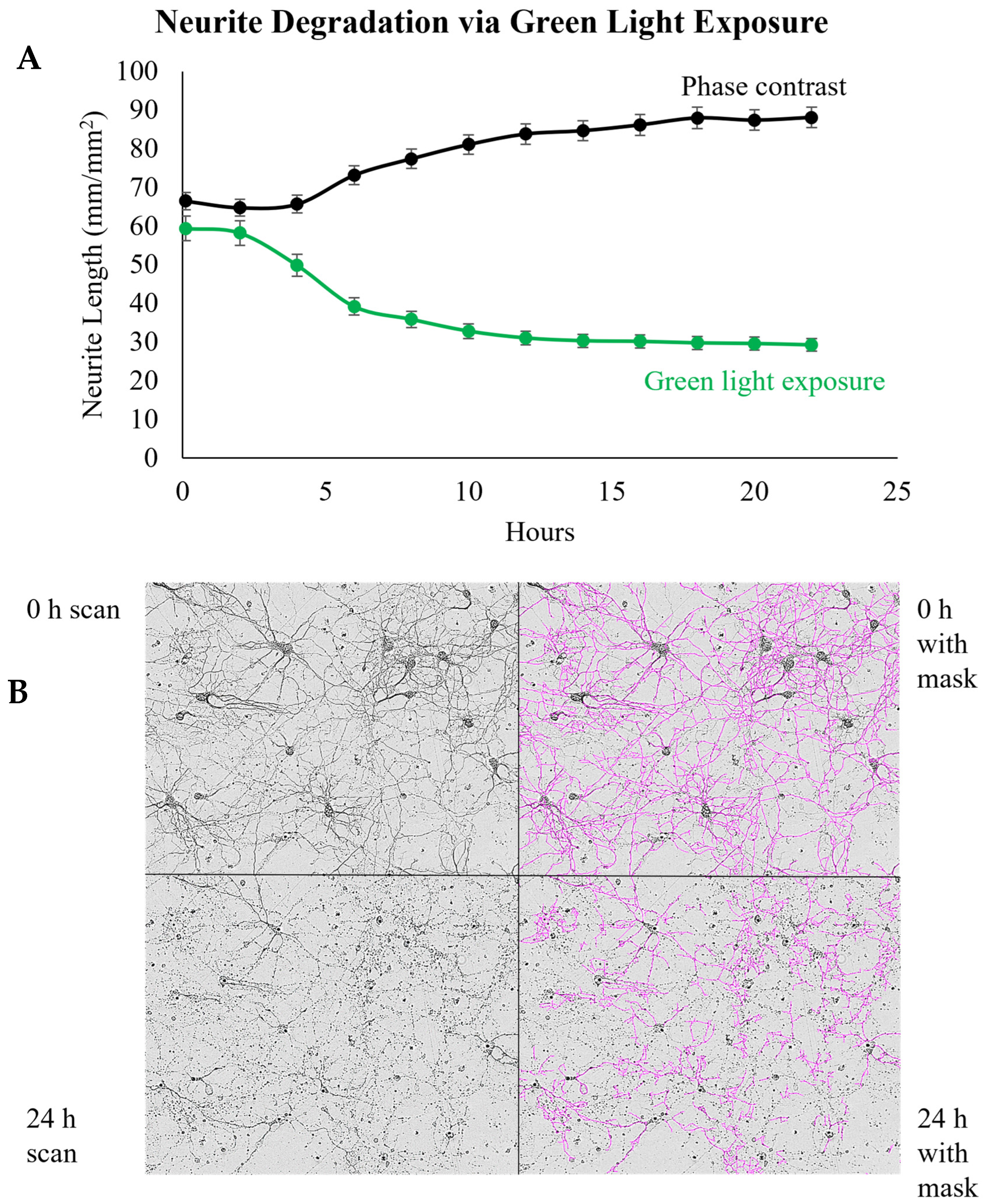 Brainsci 14 00770 g004 Brainsci 14 00770 g004
