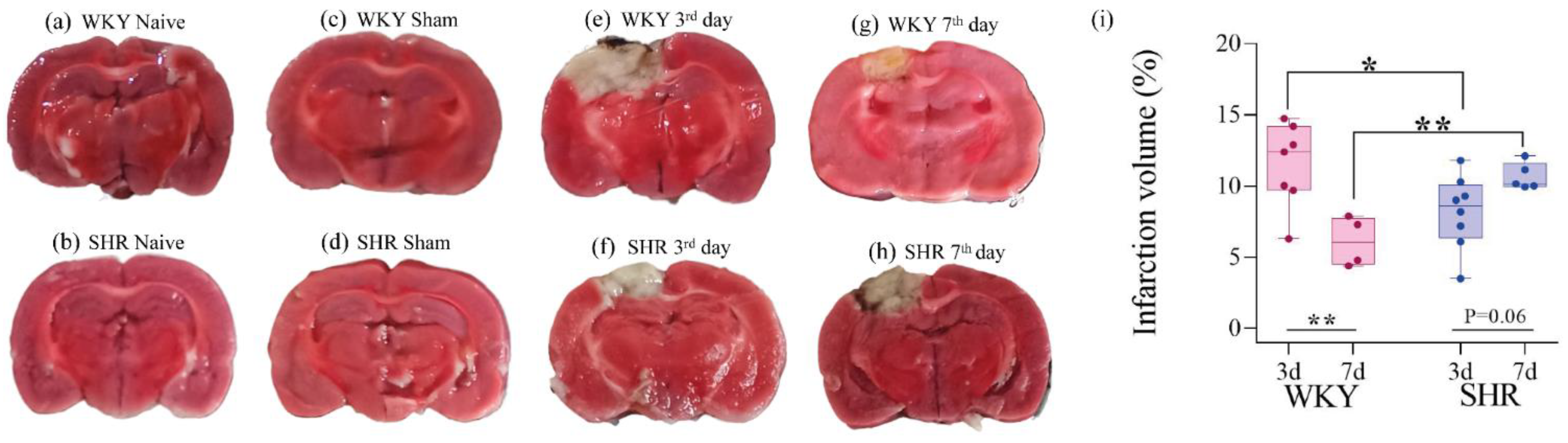 Brainsci 14 00838 g004
