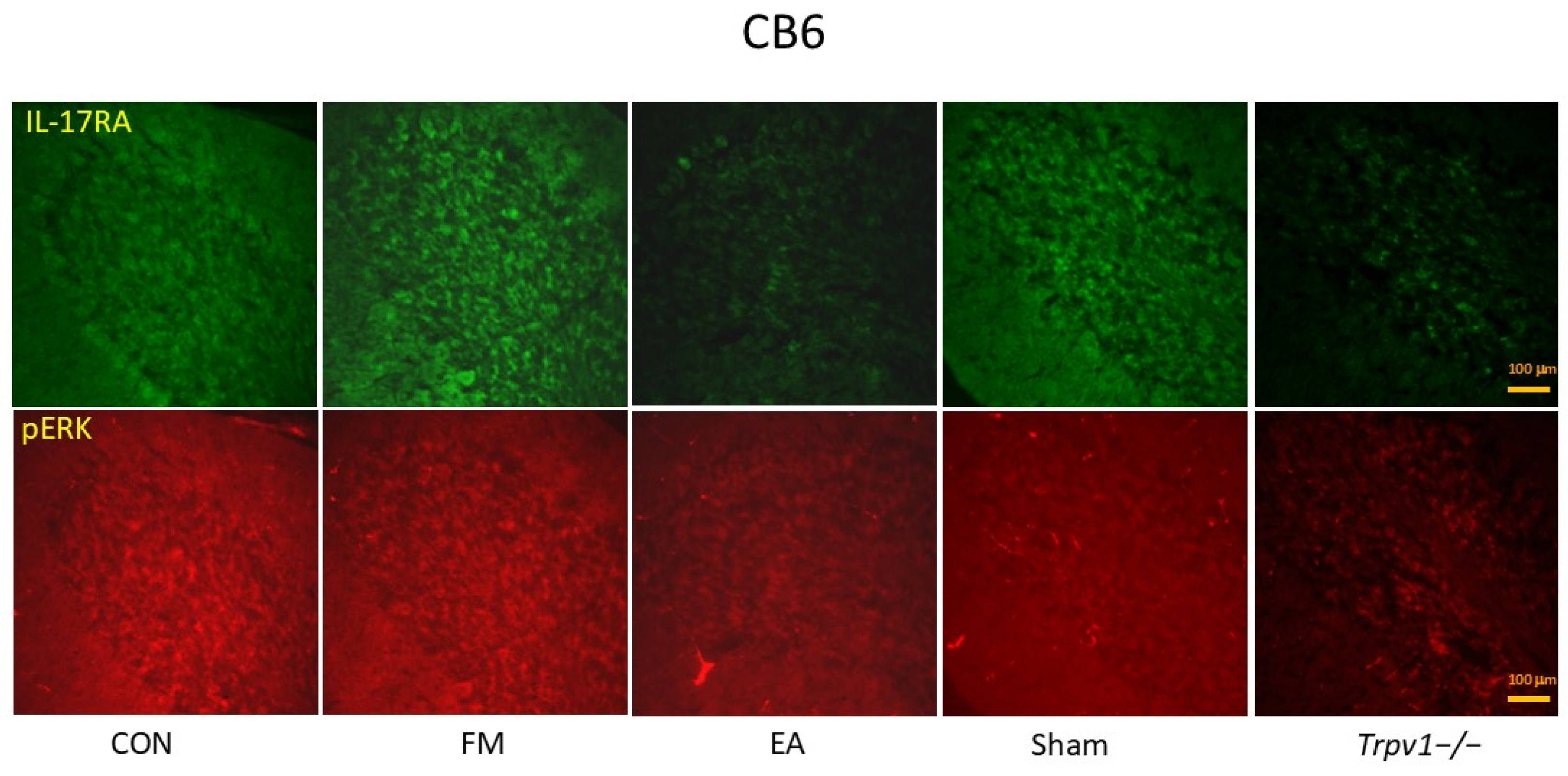 Brainsci 14 00869 g009 Brainsci 14 00869 g009