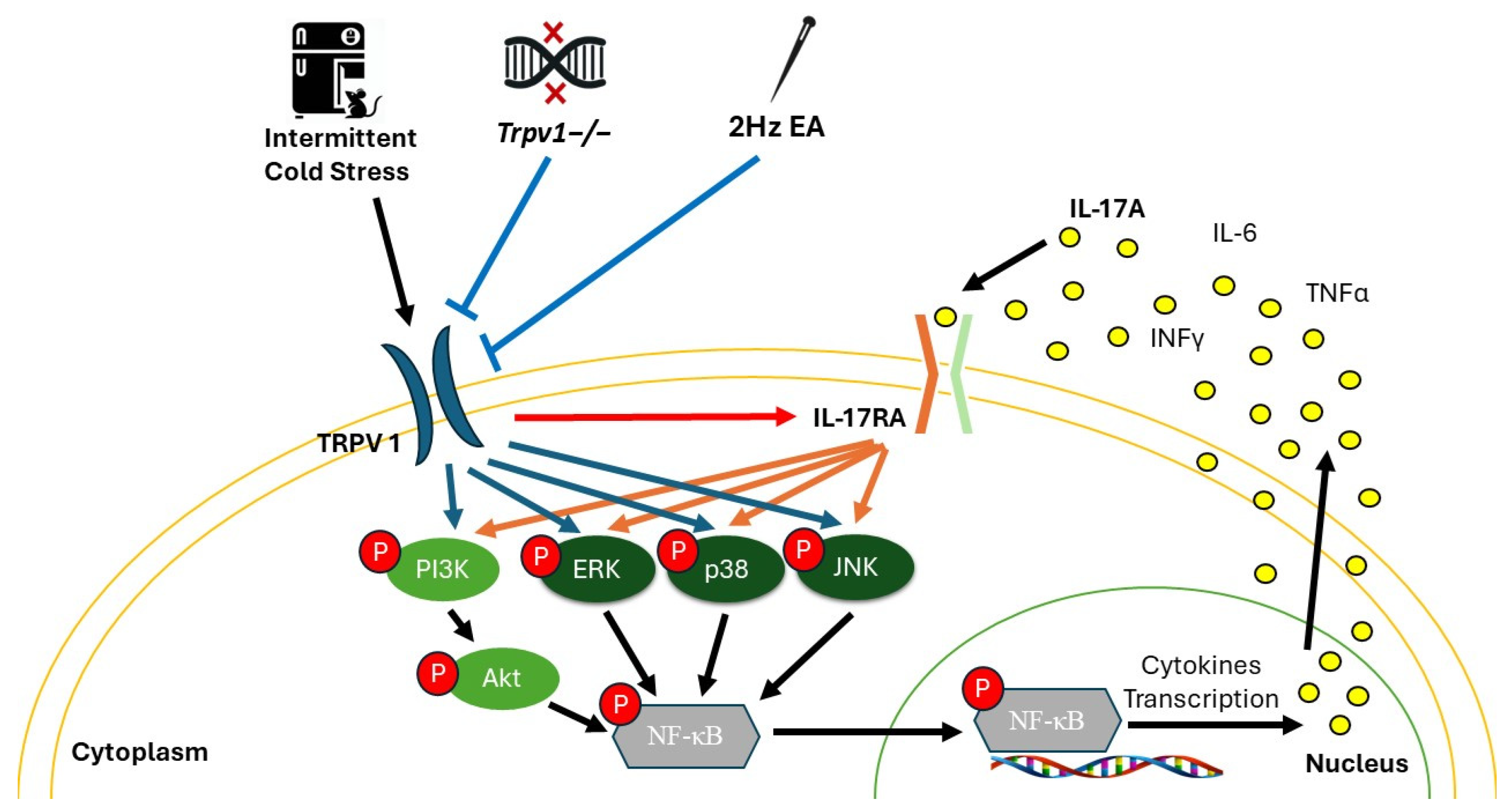 Brainsci 14 00869 g012 Brainsci 14 00869 g012