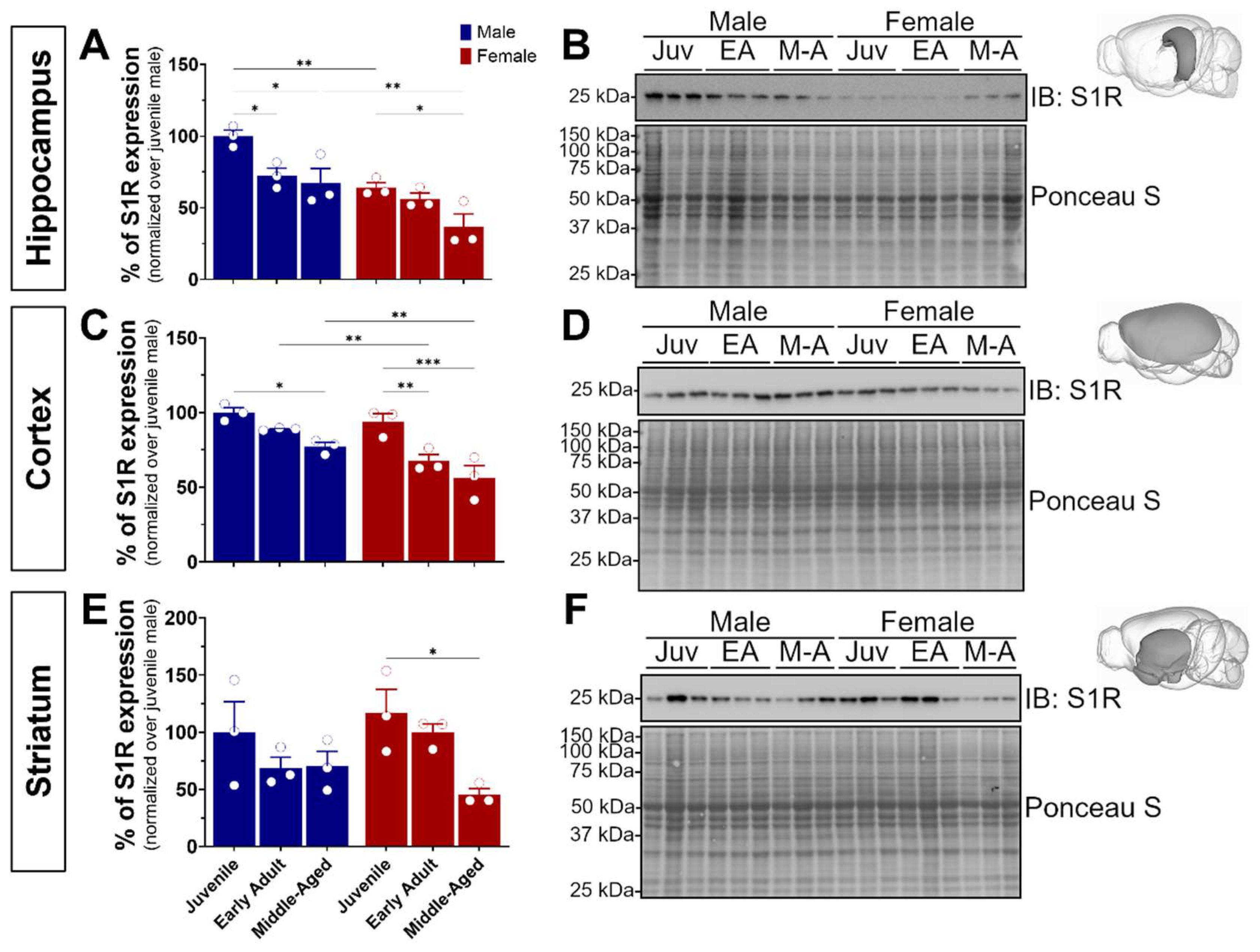 Brainsci 14 00881 g001