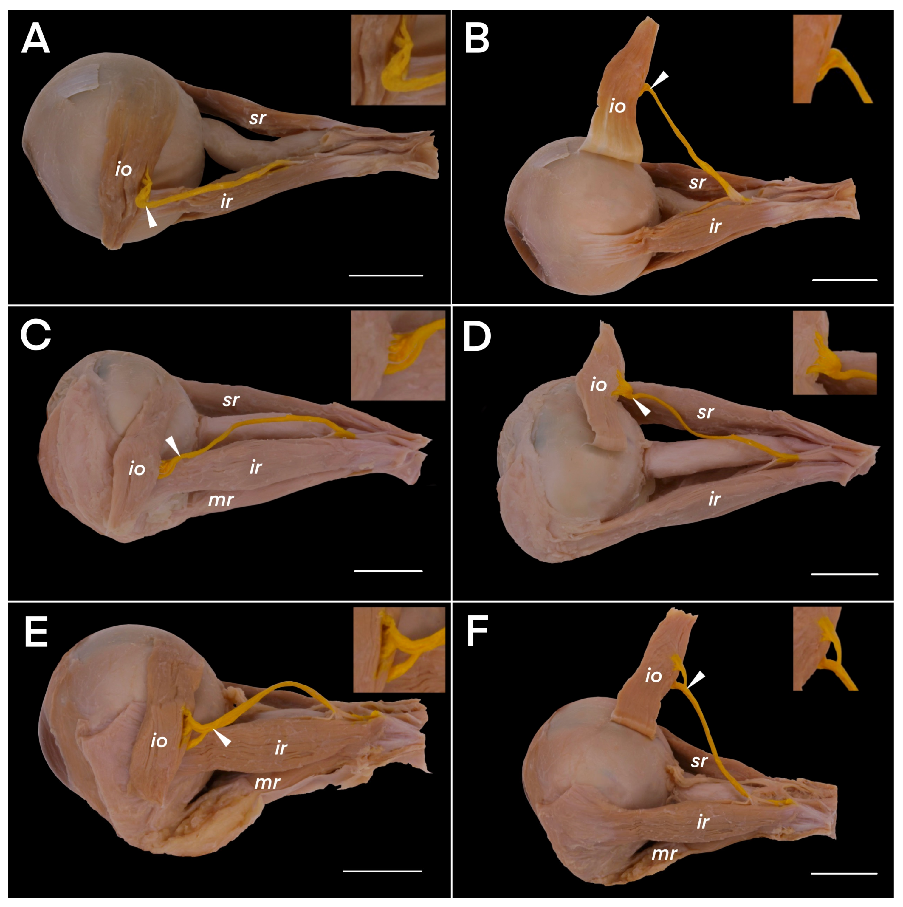 Brainsci 14 00925 g003