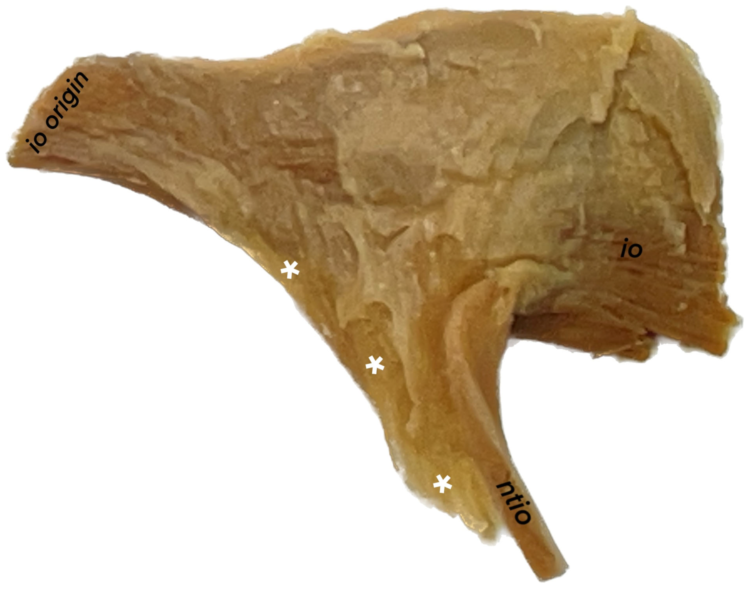 Brainsci 14 00925 g004