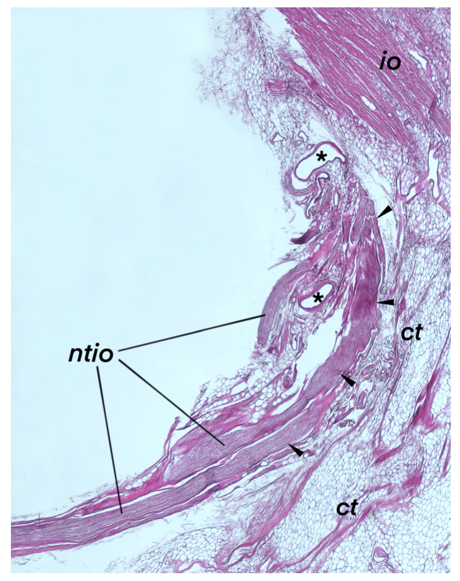 Brainsci 14 00925 g005