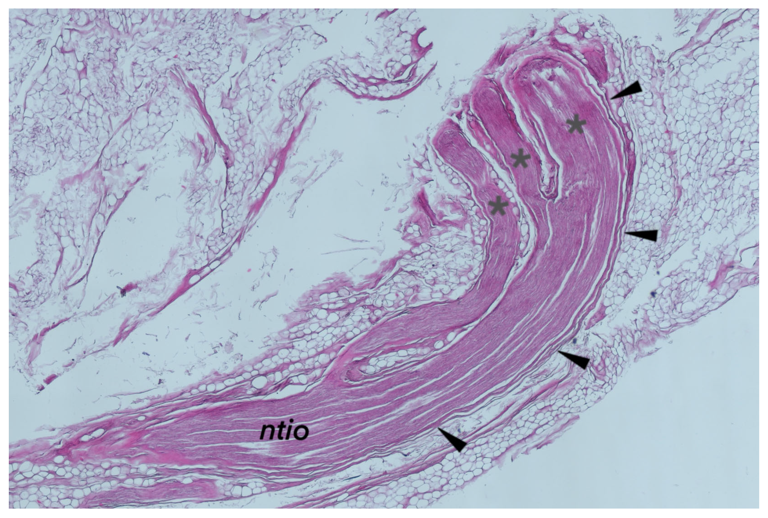 Brainsci 14 00925 g006